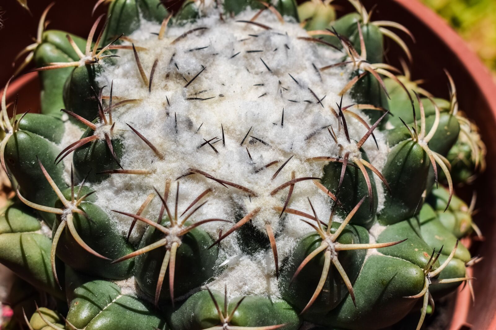 Nikon D3300 sample photo. Cactus, thorns, plant photography