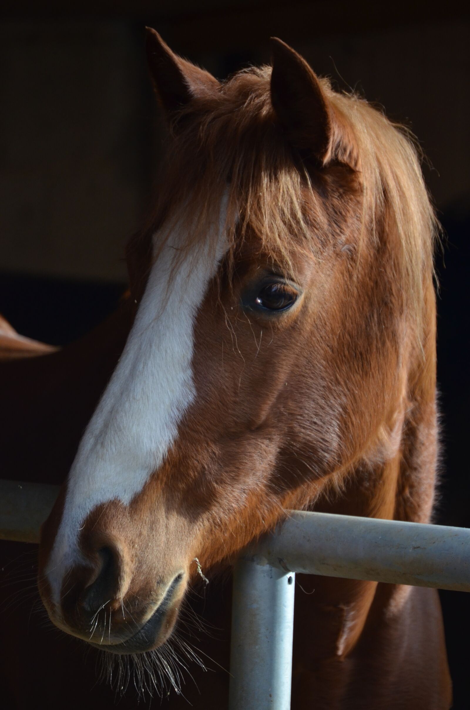 Nikon D5100 sample photo. Horse, brown horse, eyes photography