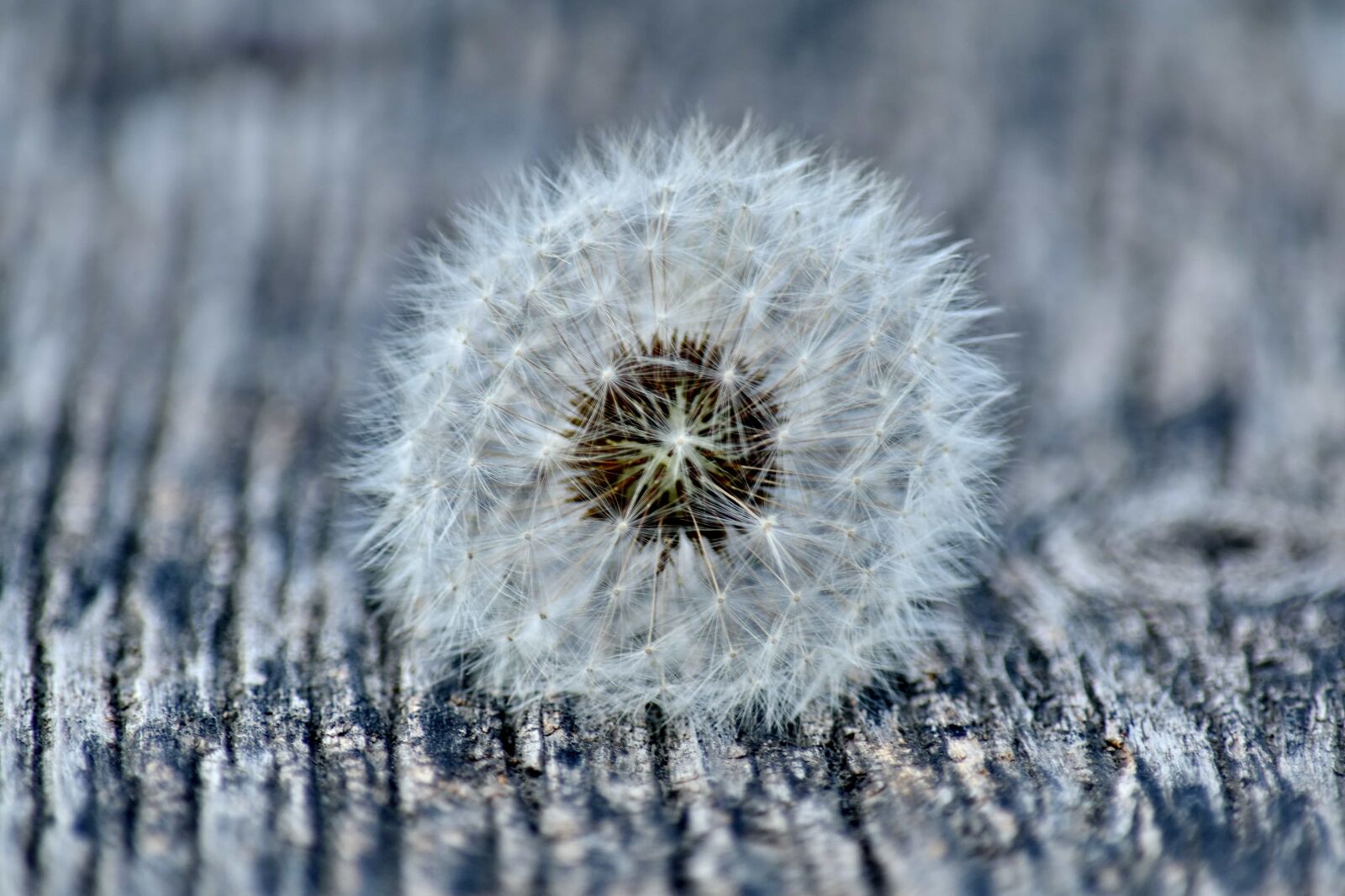 Nikon D5500 sample photo. Close-up, focus, round, seed photography