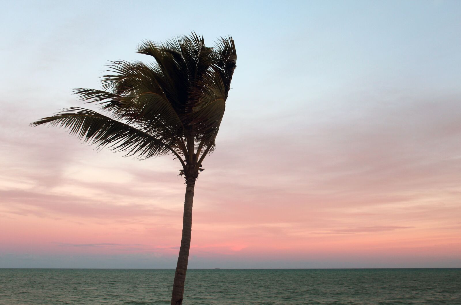 Canon EOS 600D (Rebel EOS T3i / EOS Kiss X5) sample photo. Palm, sunset, evening sky photography