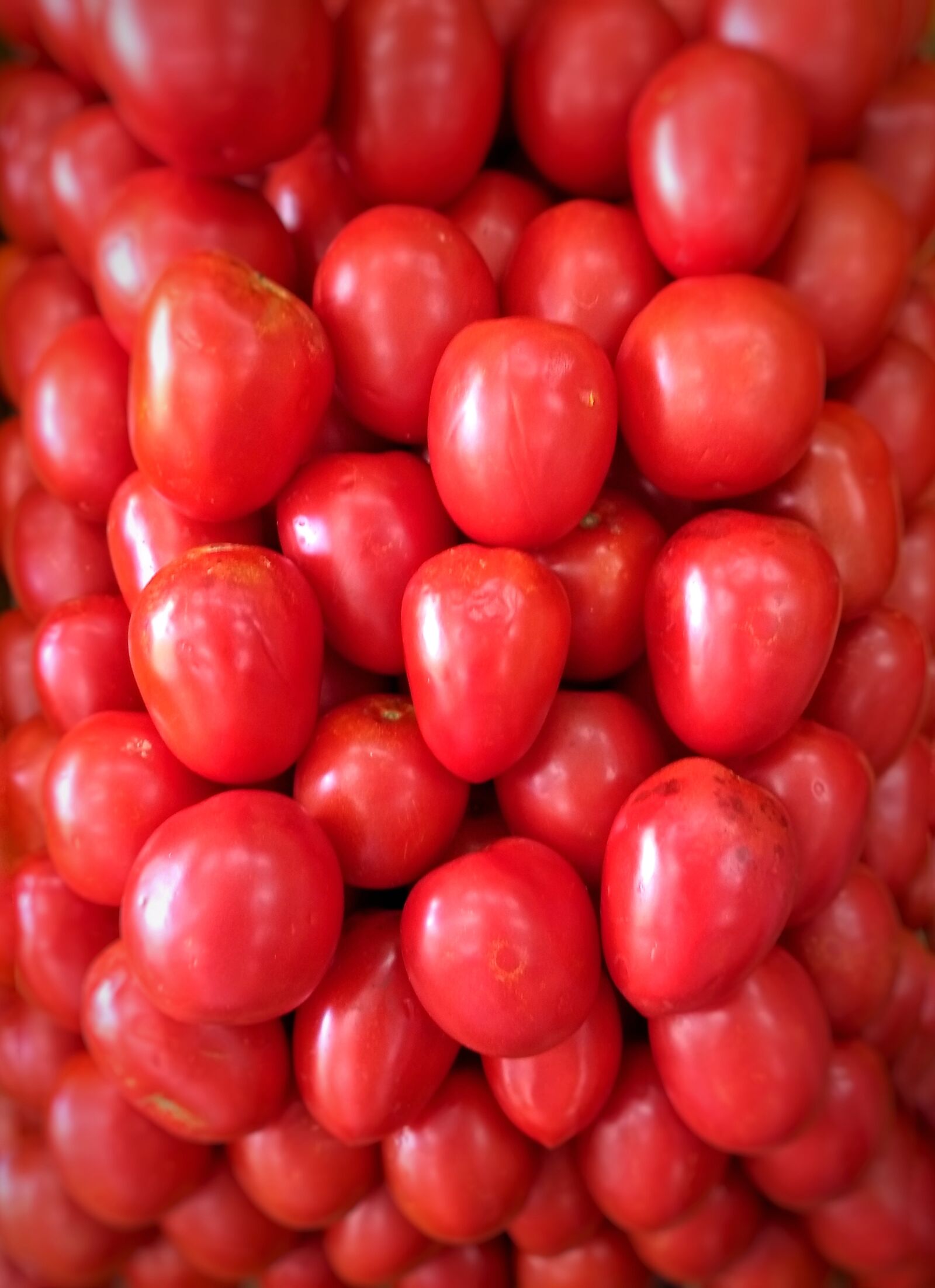 Motorola Moto G (5) Plus sample photo. Tomato, vegetable, ecological photography
