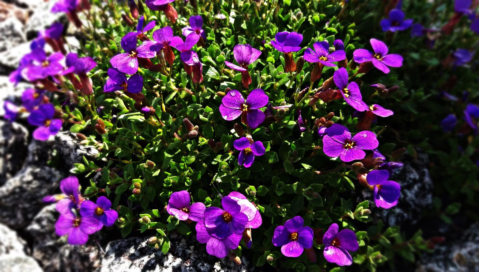 Samsung Galaxy J5 sample photo. Flowers, meadow, nature photography