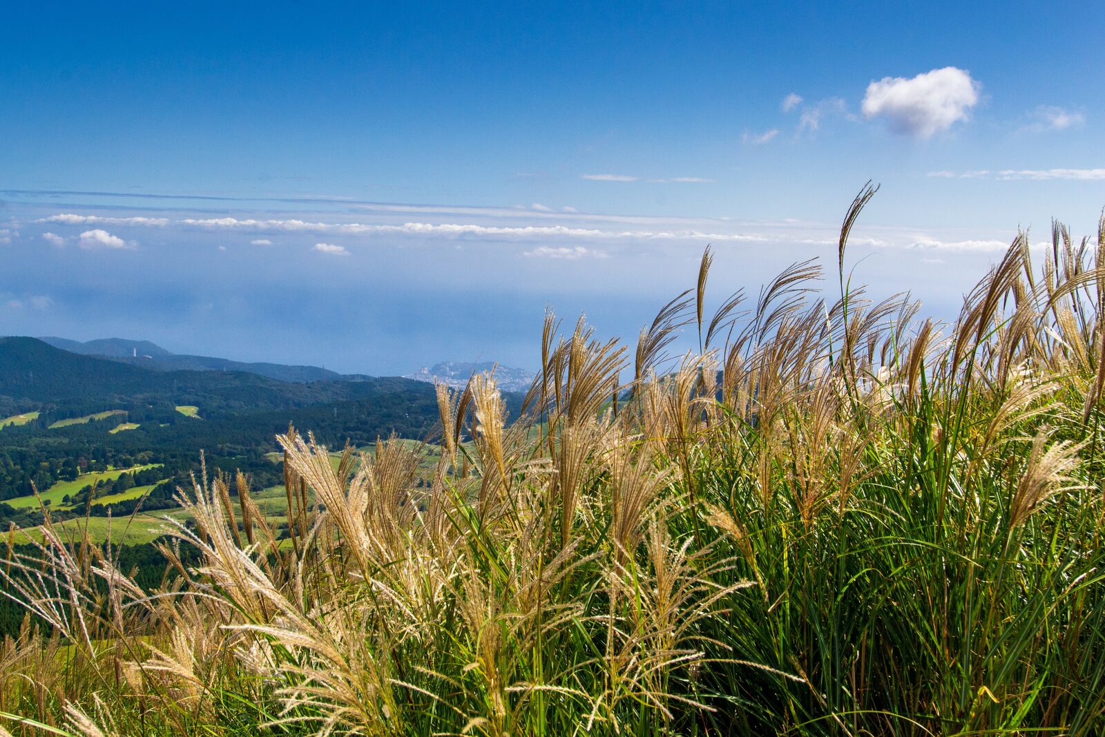 Nikon D3100 sample photo. It, japanese silver grass photography