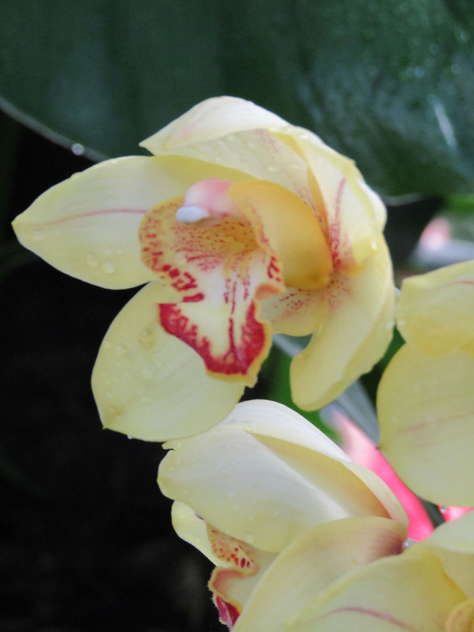 Canon PowerShot SX410 IS sample photo. Close, up, of, orchid photography