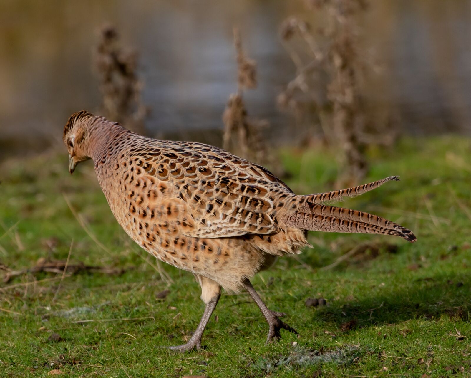 Canon EOS 7D Mark II sample photo. Female pheasant, hen pheasant photography