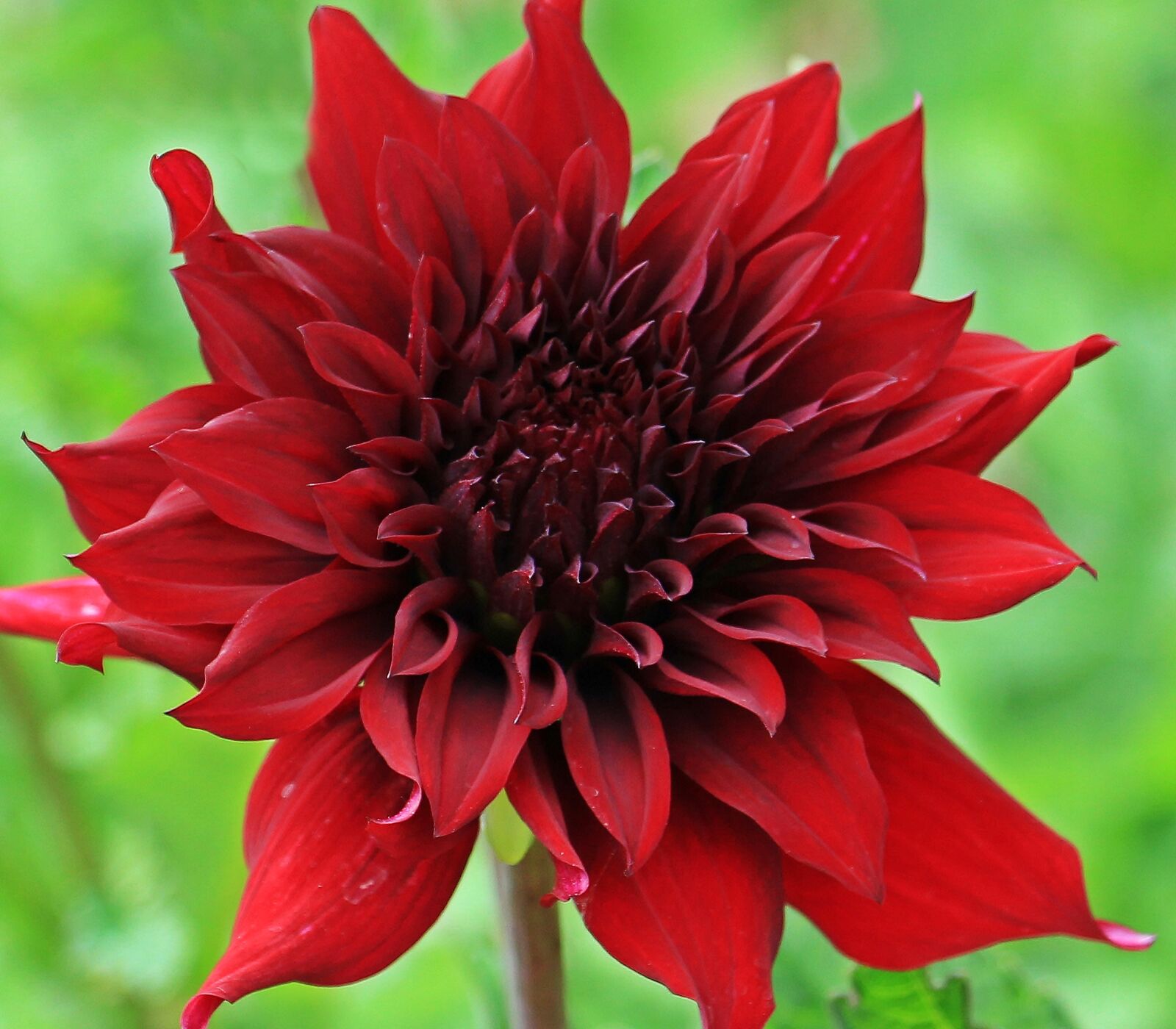 Canon EOS 550D (EOS Rebel T2i / EOS Kiss X4) sample photo. Dahlia, georgine, flower photography