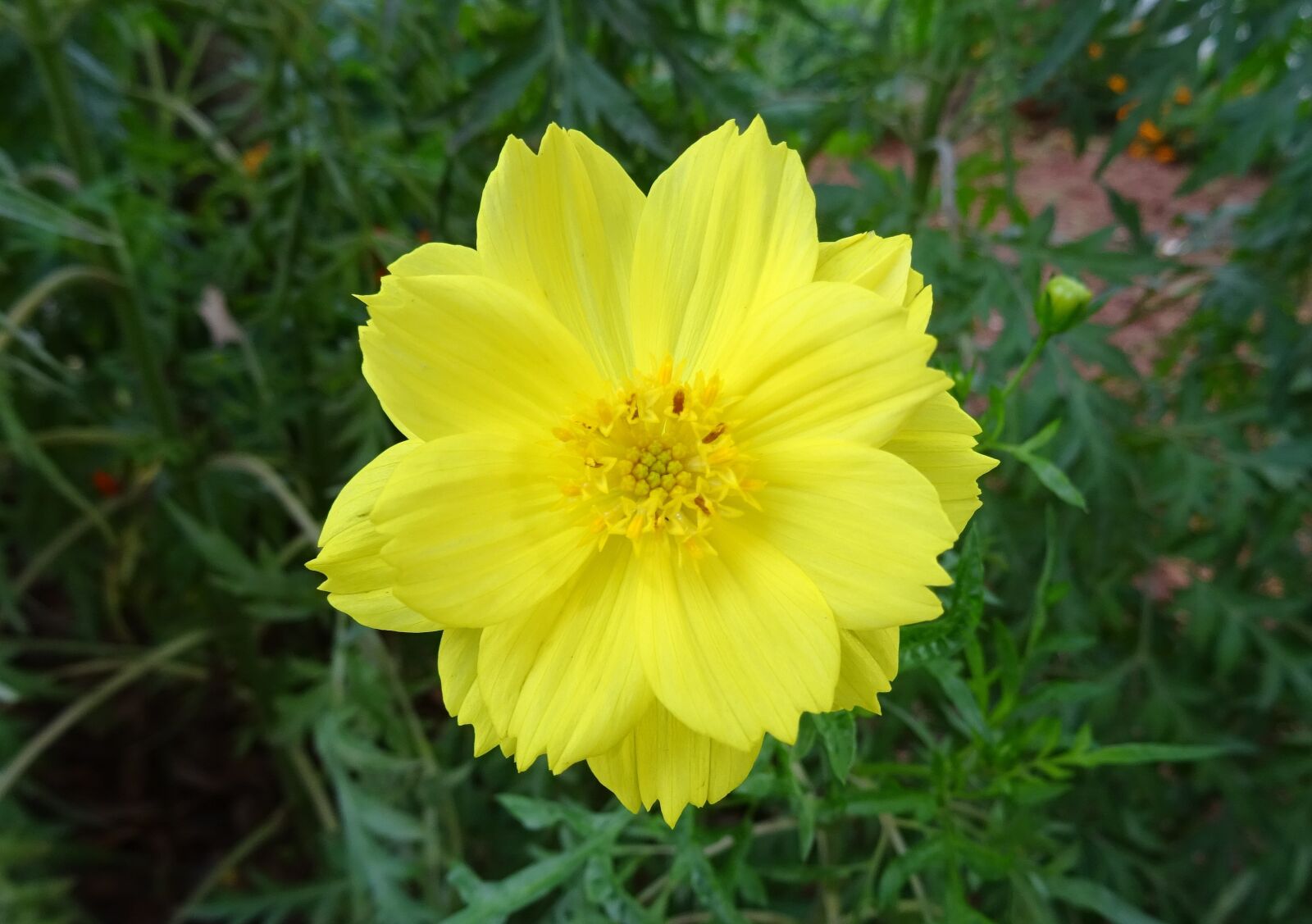 Sony DSC-HX60V sample photo. Flower, cosmos, cosmos sulphureus photography