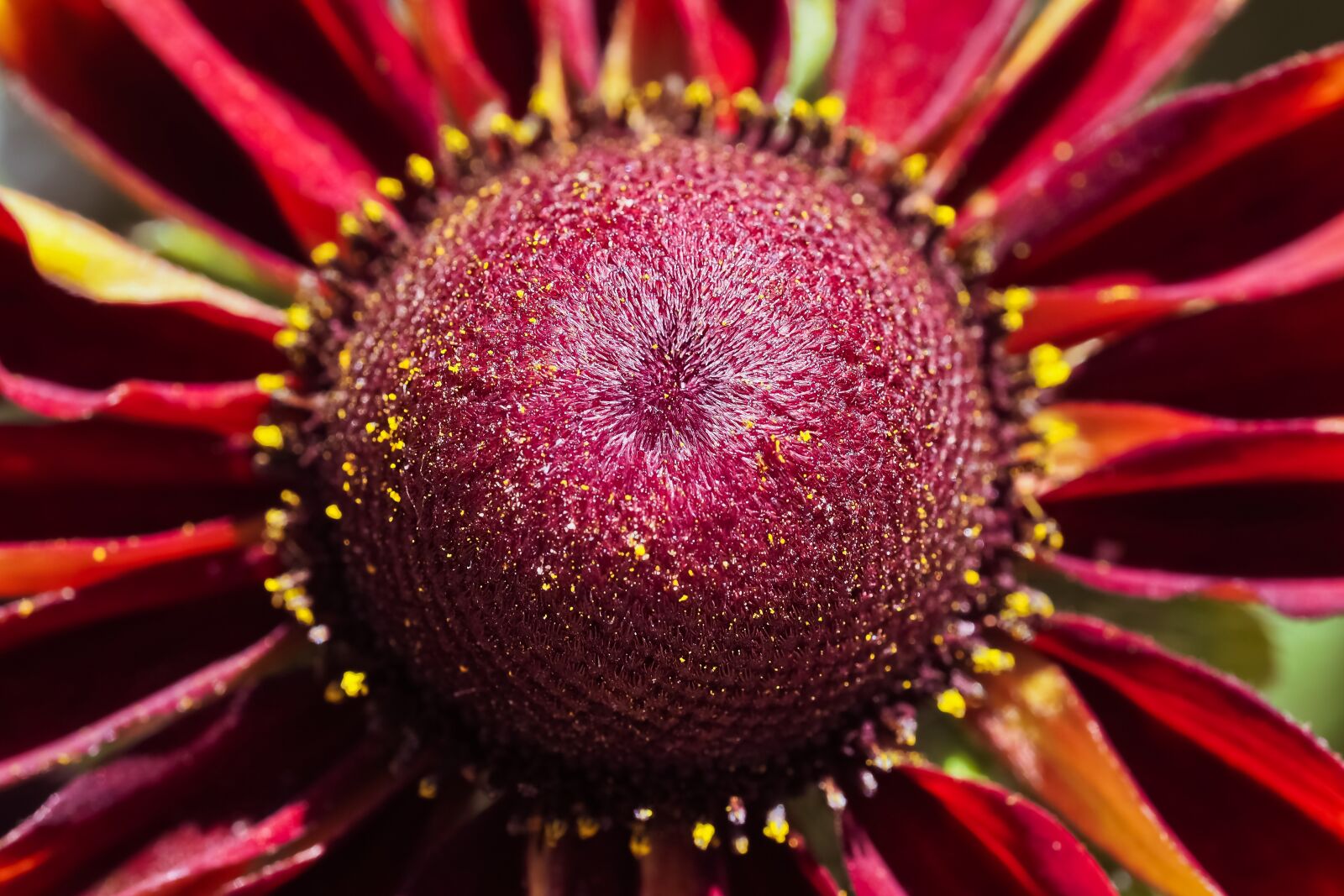 Olympus OM-D E-M10 sample photo. Flowers, coneflower, blossom photography