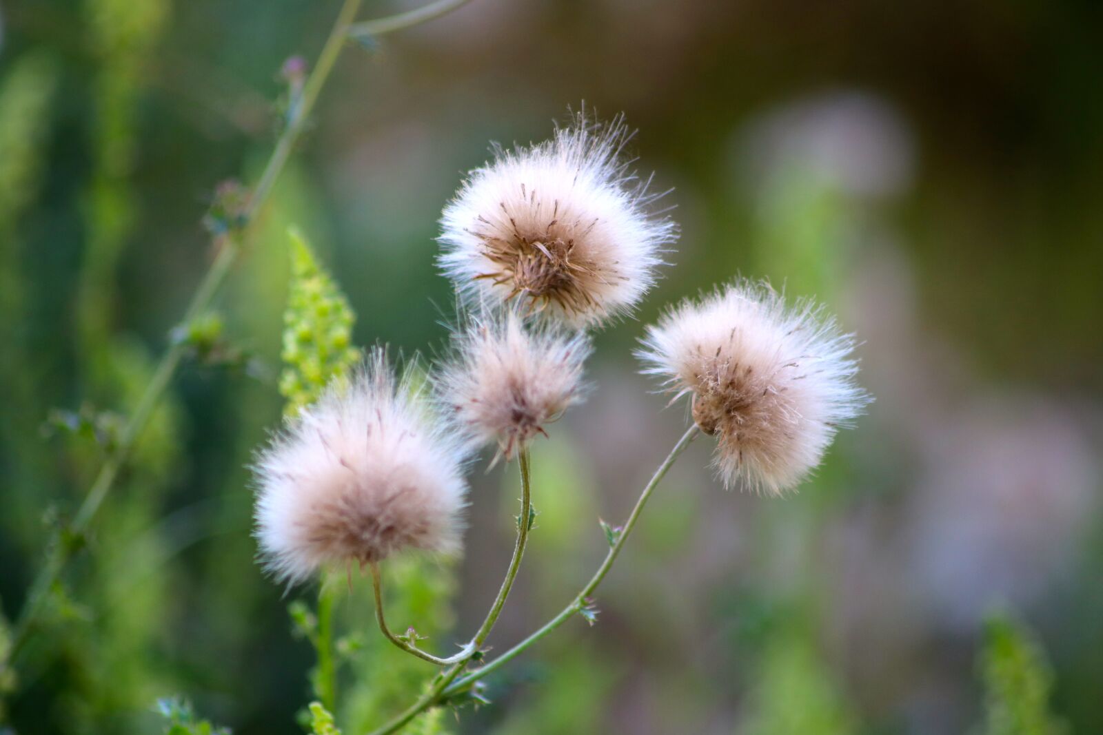 Canon EOS 750D (EOS Rebel T6i / EOS Kiss X8i) sample photo. Thistle seed, thistle, seed photography