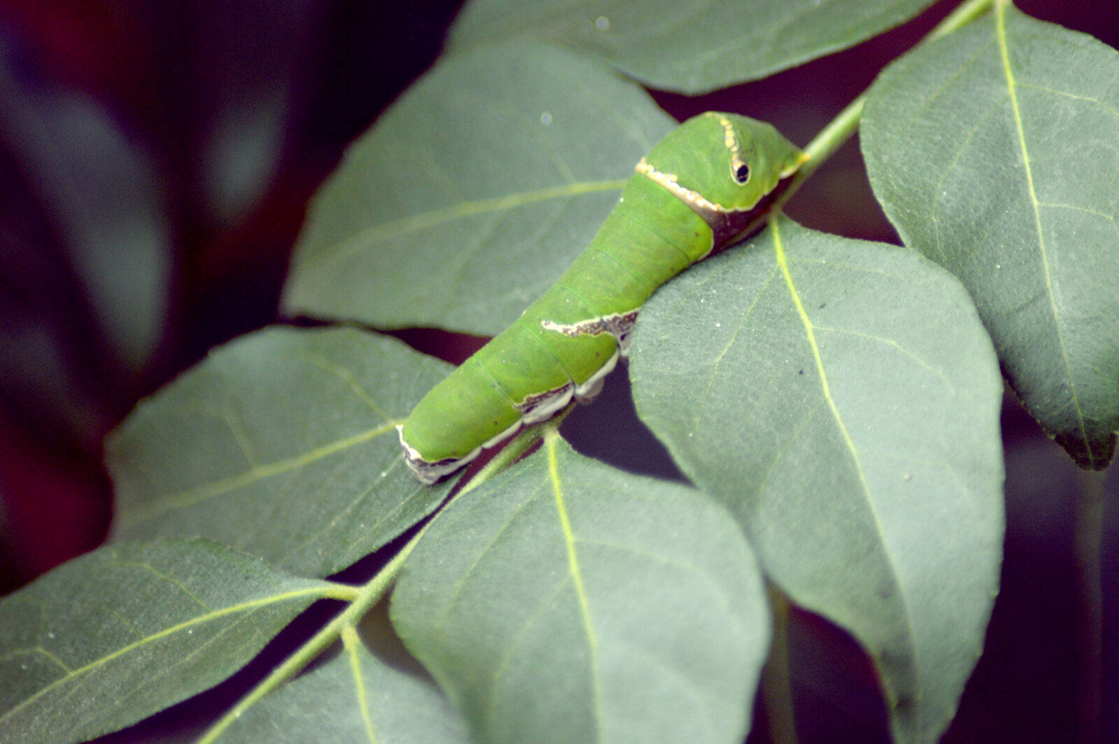 Nikon D3200 sample photo. Catterpillar photography