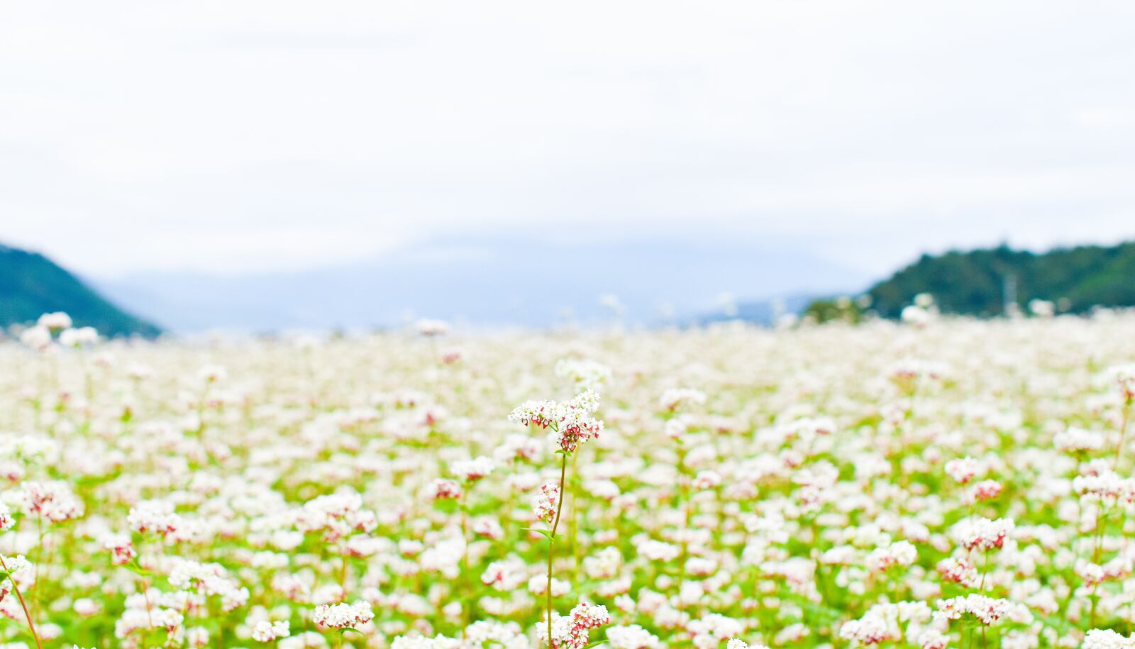 Nikon D5600 sample photo. Flower, white, mountain photography