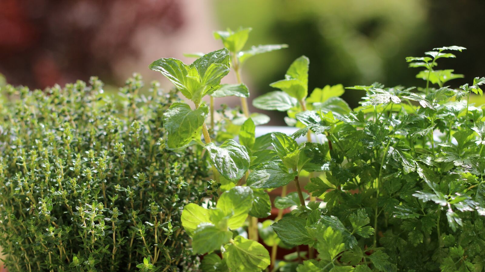 Canon EOS 600D (Rebel EOS T3i / EOS Kiss X5) + Canon EF 50mm F1.8 II sample photo. Herbs, parsley, mint photography