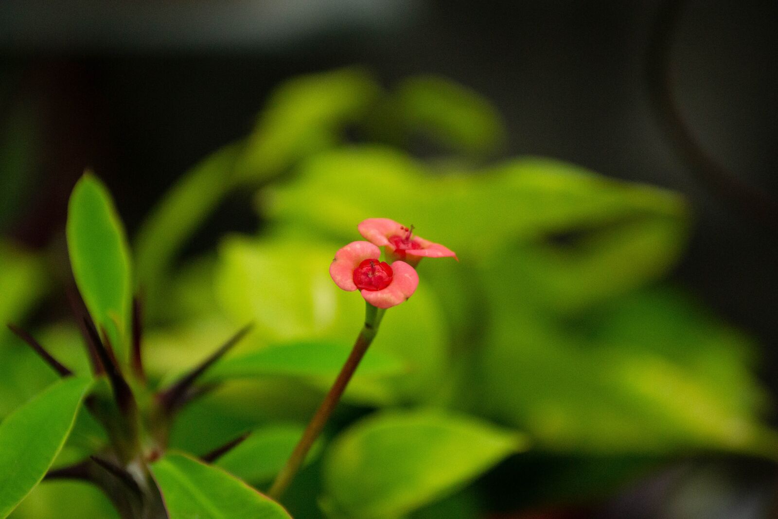 Nikon D3100 sample photo. Flower, nature, plant photography