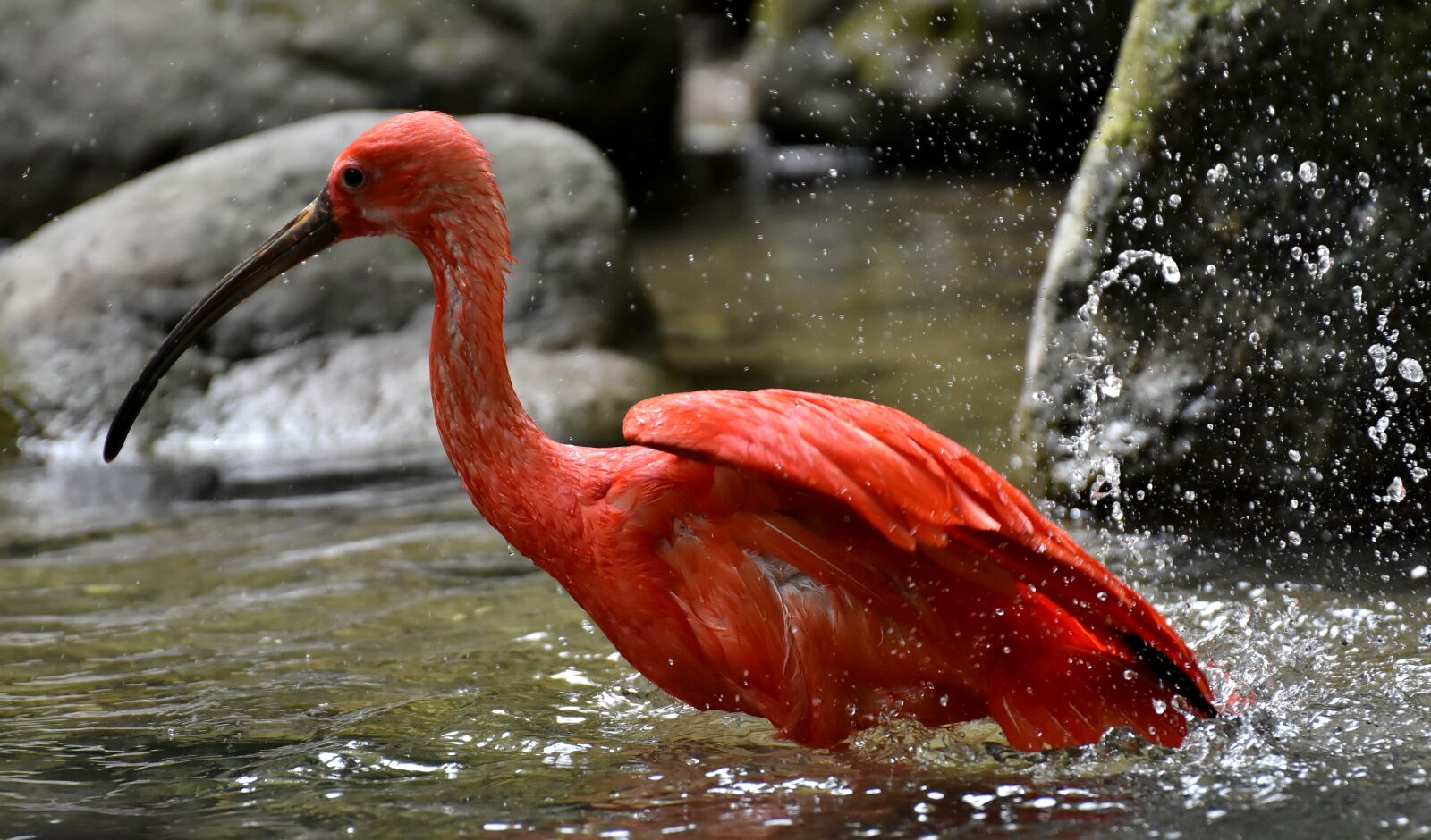 Nikon D7200 sample photo. Ibis, eudocimus ruber, scarlet photography