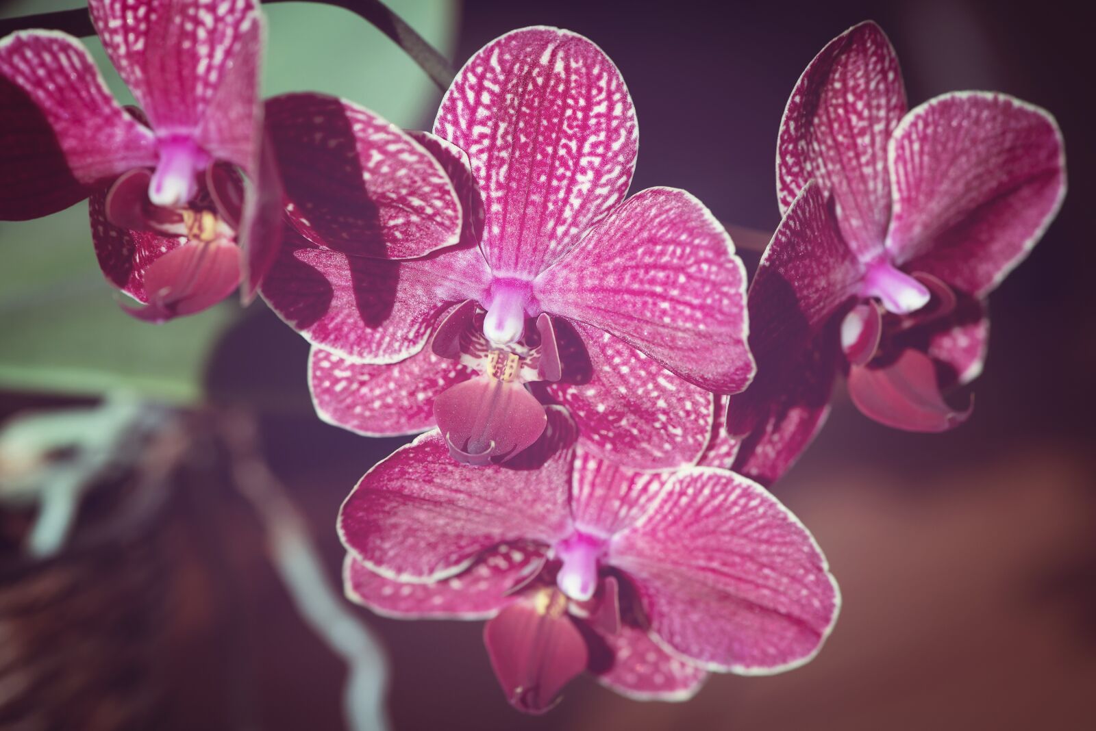 Nikon D750 sample photo. Orchid, plant, flower photography