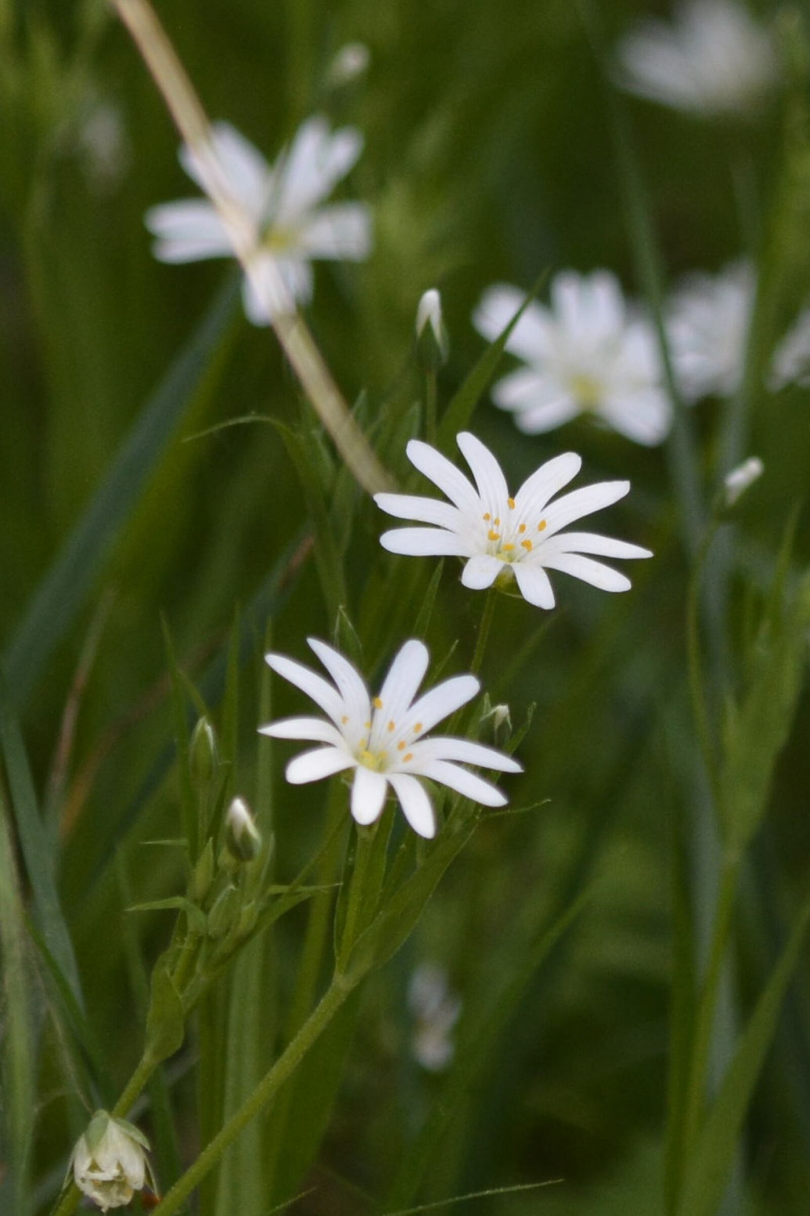 Nikon D7100 sample photo. Flower, white, plant photography
