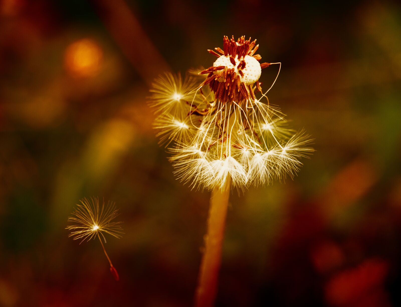 Canon EF-S 55-250mm F4-5.6 IS STM sample photo. Dandelion, flower, plant photography