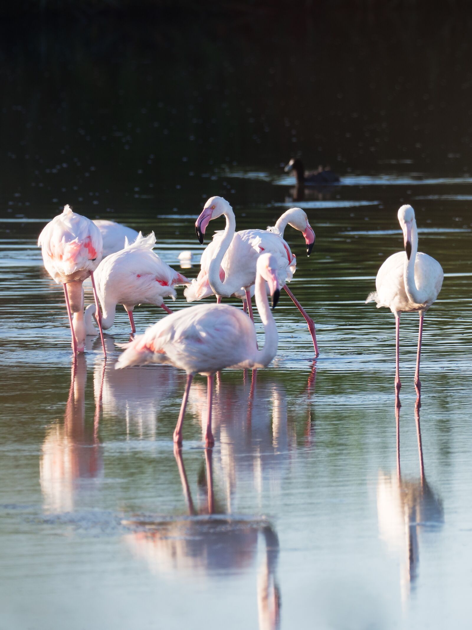 M.300mm F4.0 + MC-14 sample photo. Greater flamingos, flamingo, birds photography