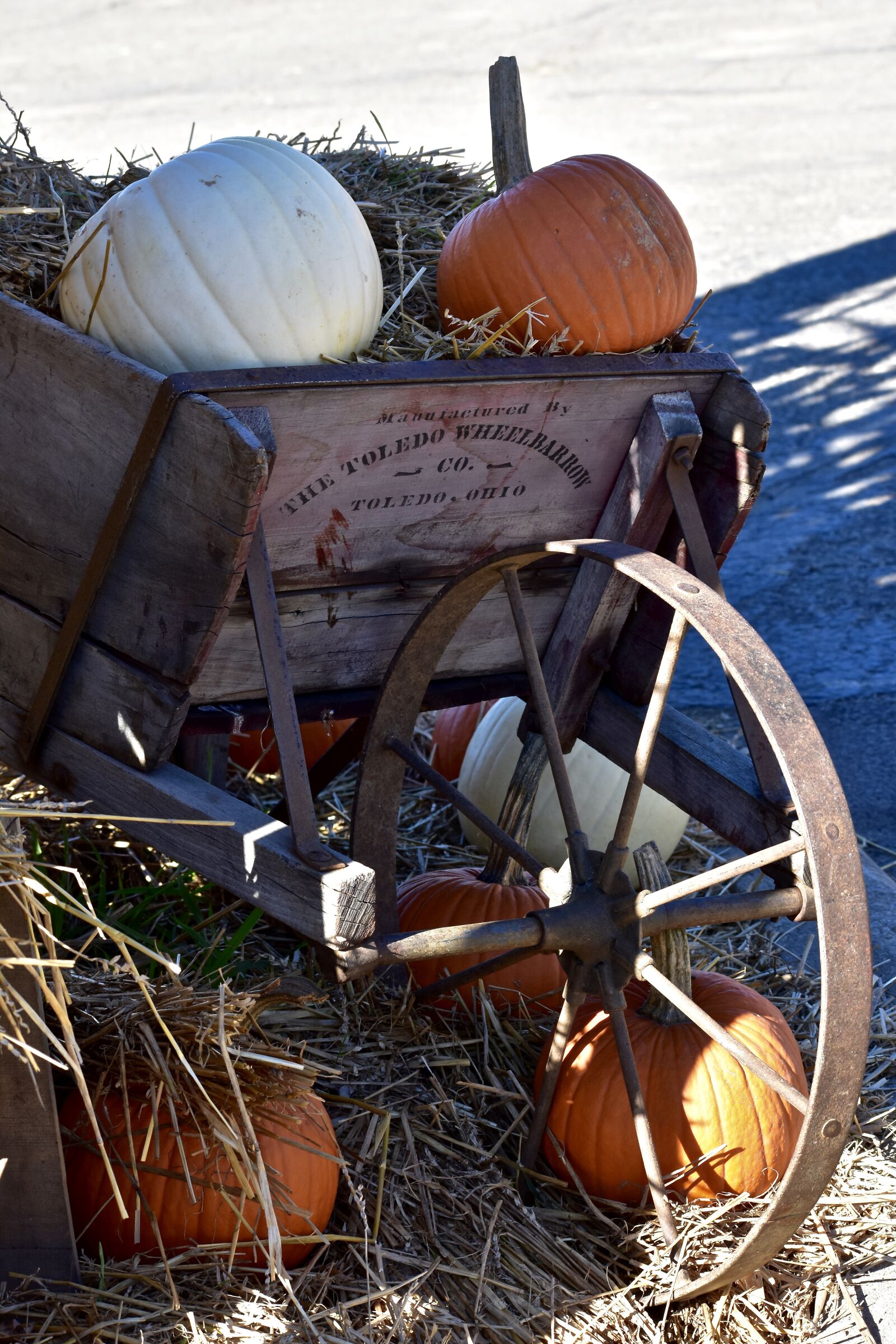 Nikon D3400 sample photo. Pumpkin, orange, white photography