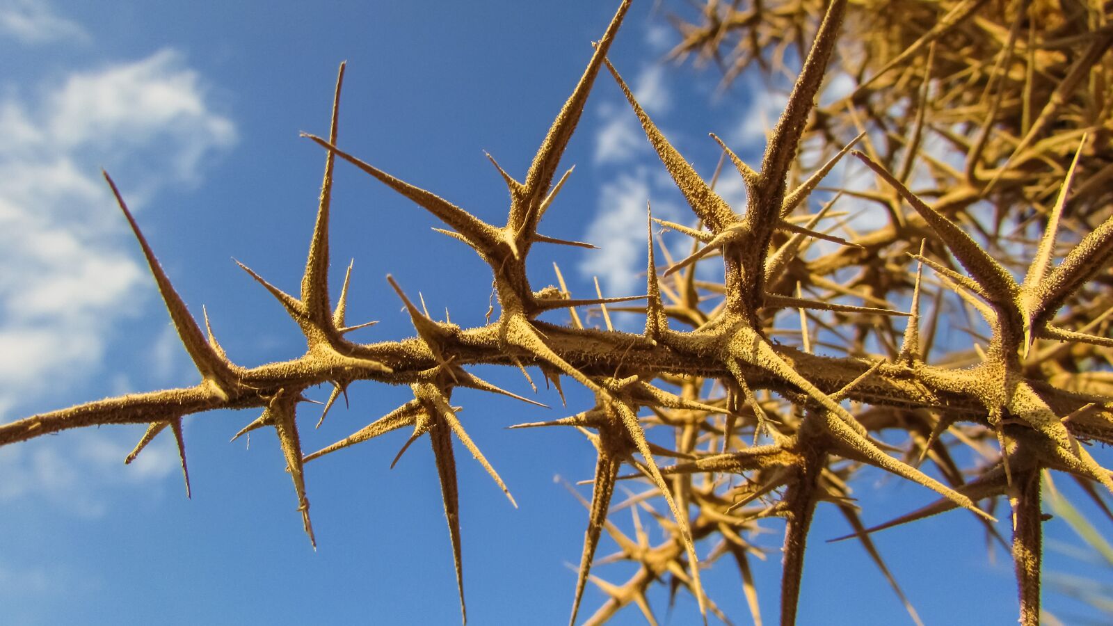 Canon PowerShot SX400 IS sample photo. Thorns, sharp, plant photography