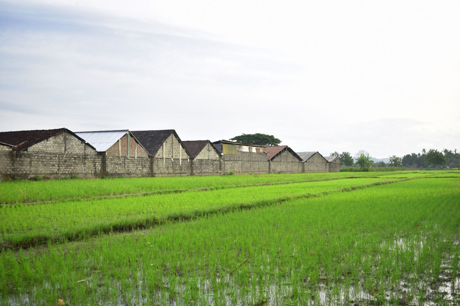 Nikon D3400 sample photo. Rice field, agriculture, rice photography