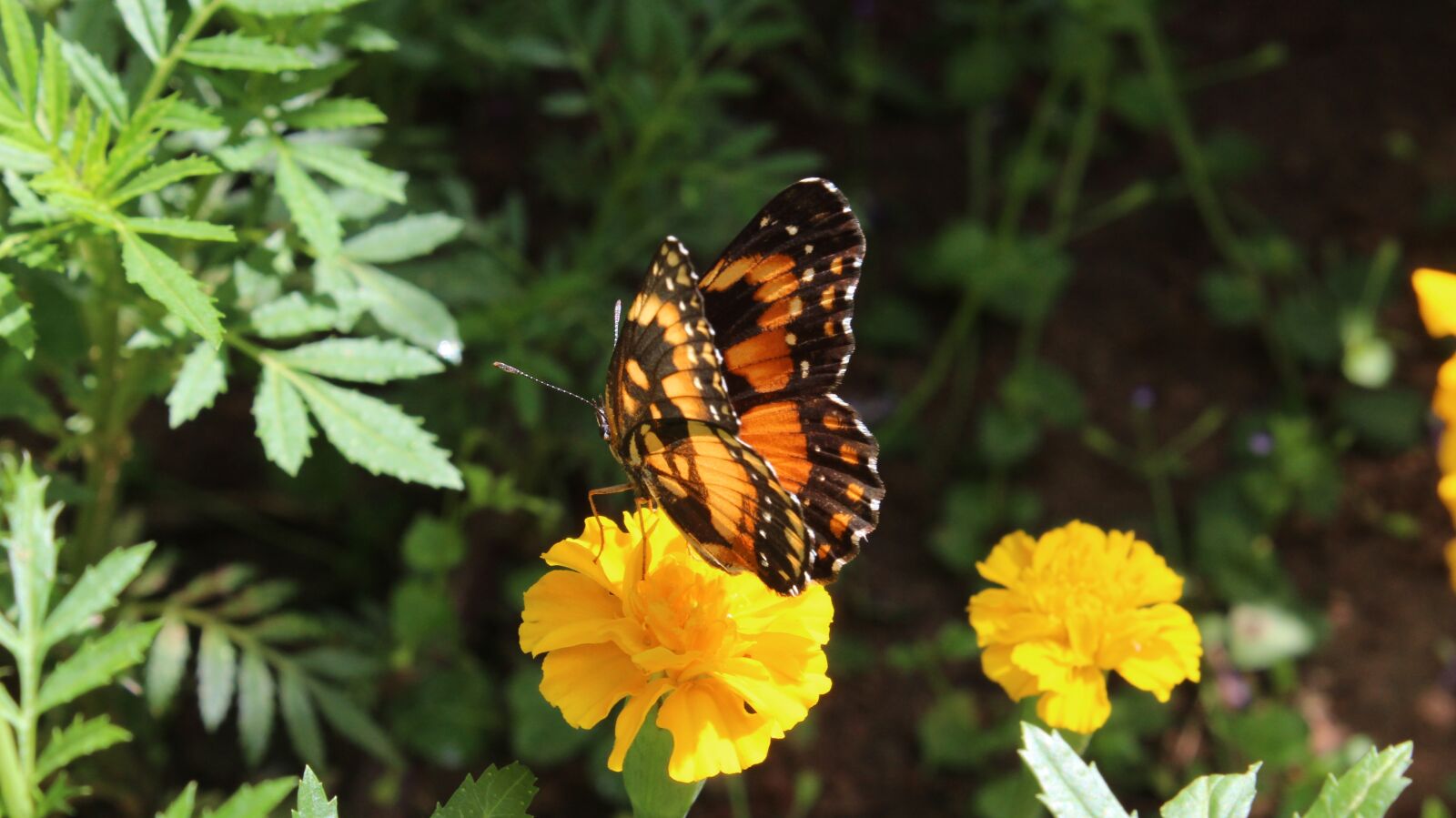 Canon EOS 600D (Rebel EOS T3i / EOS Kiss X5) sample photo. Butterflies, flowers, forest photography
