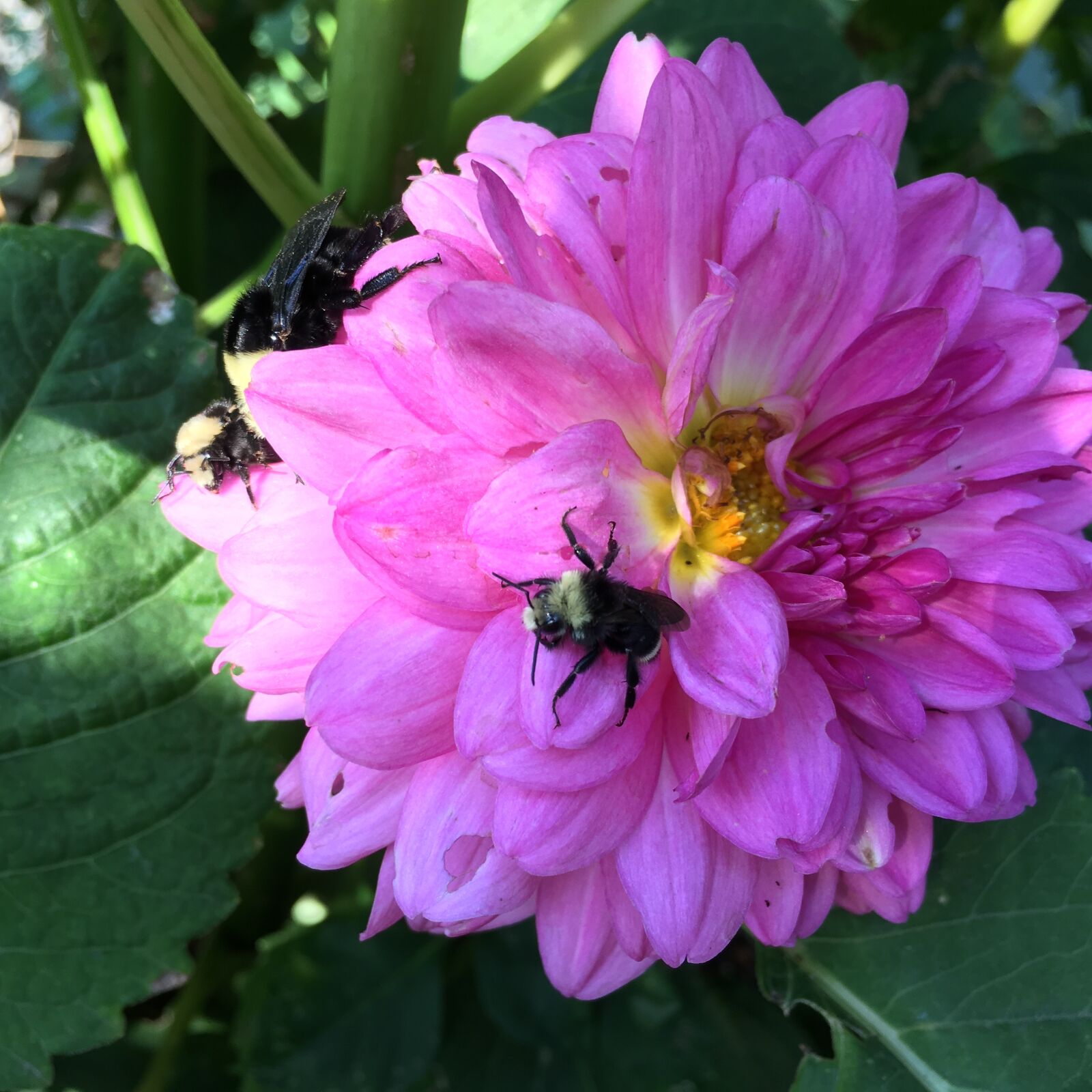 iPhone 6s back camera 4.15mm f/2.2 sample photo. Bee, dahlia, pink photography