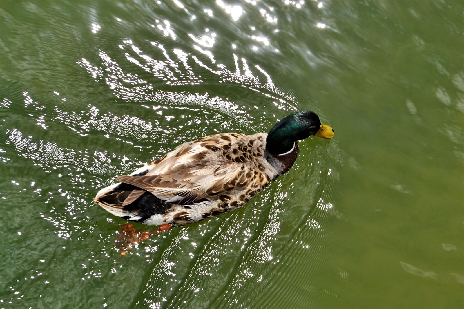 Nikon D3100 sample photo. Duck in water, treading photography