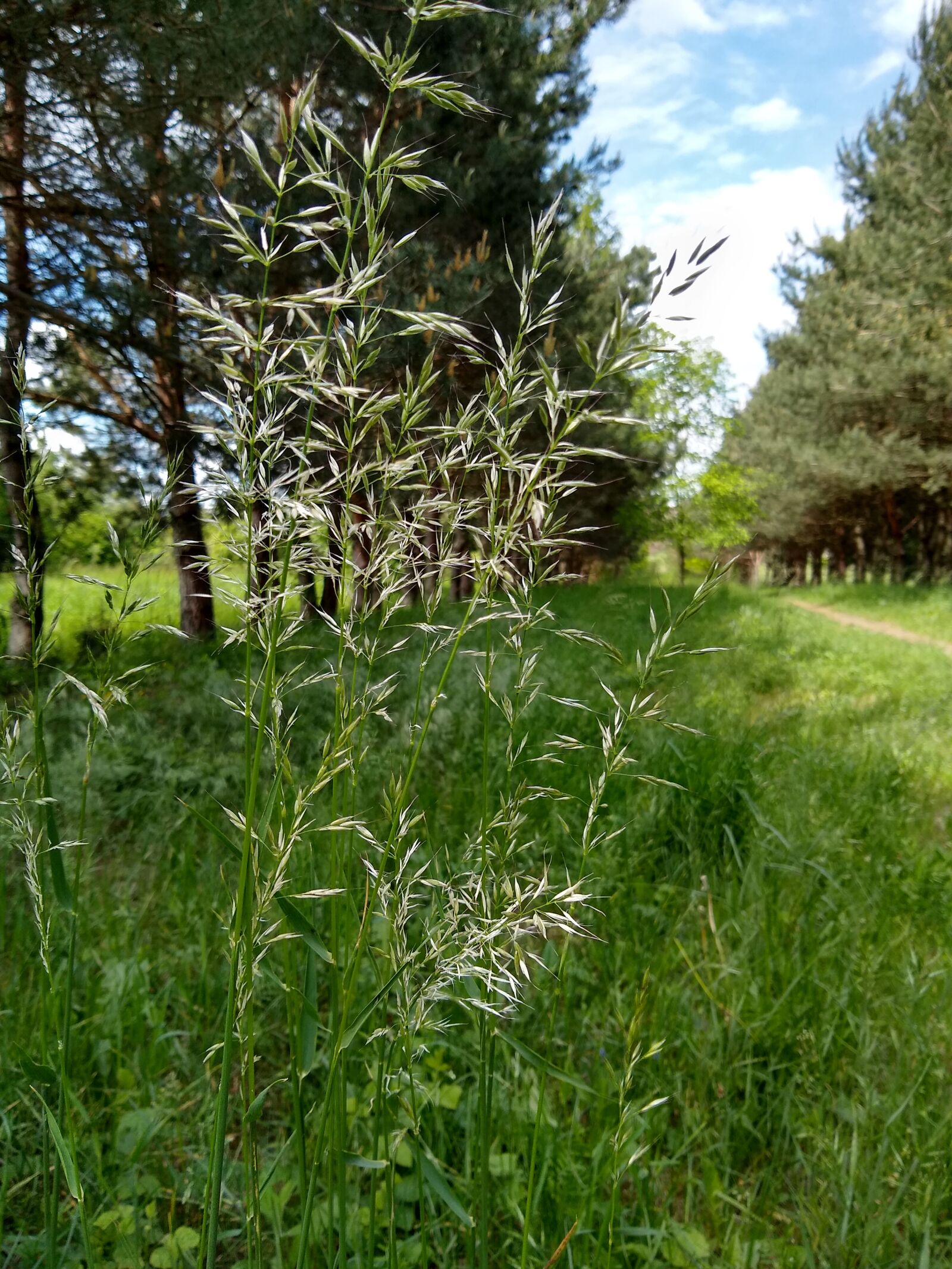 Motorola moto g(8) plus sample photo. Spacer, park, forest road photography