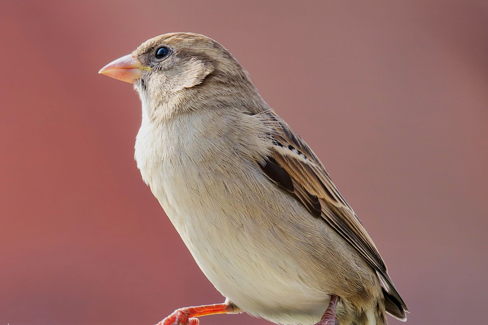 Canon PowerShot G3 X sample photo. Sparrow, sperling, bird photography