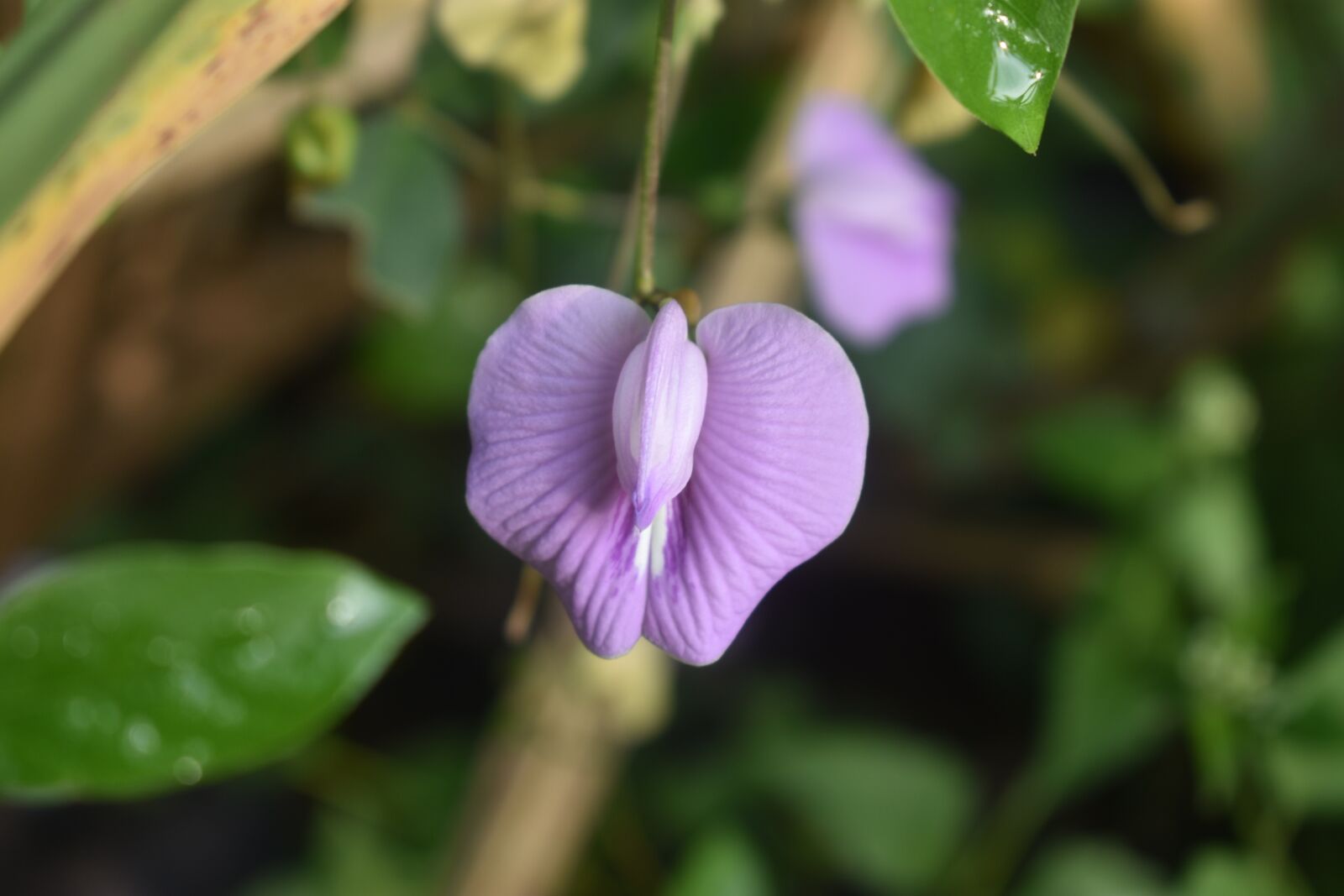 Nikon D3400 sample photo. Purple, flower, nature photography