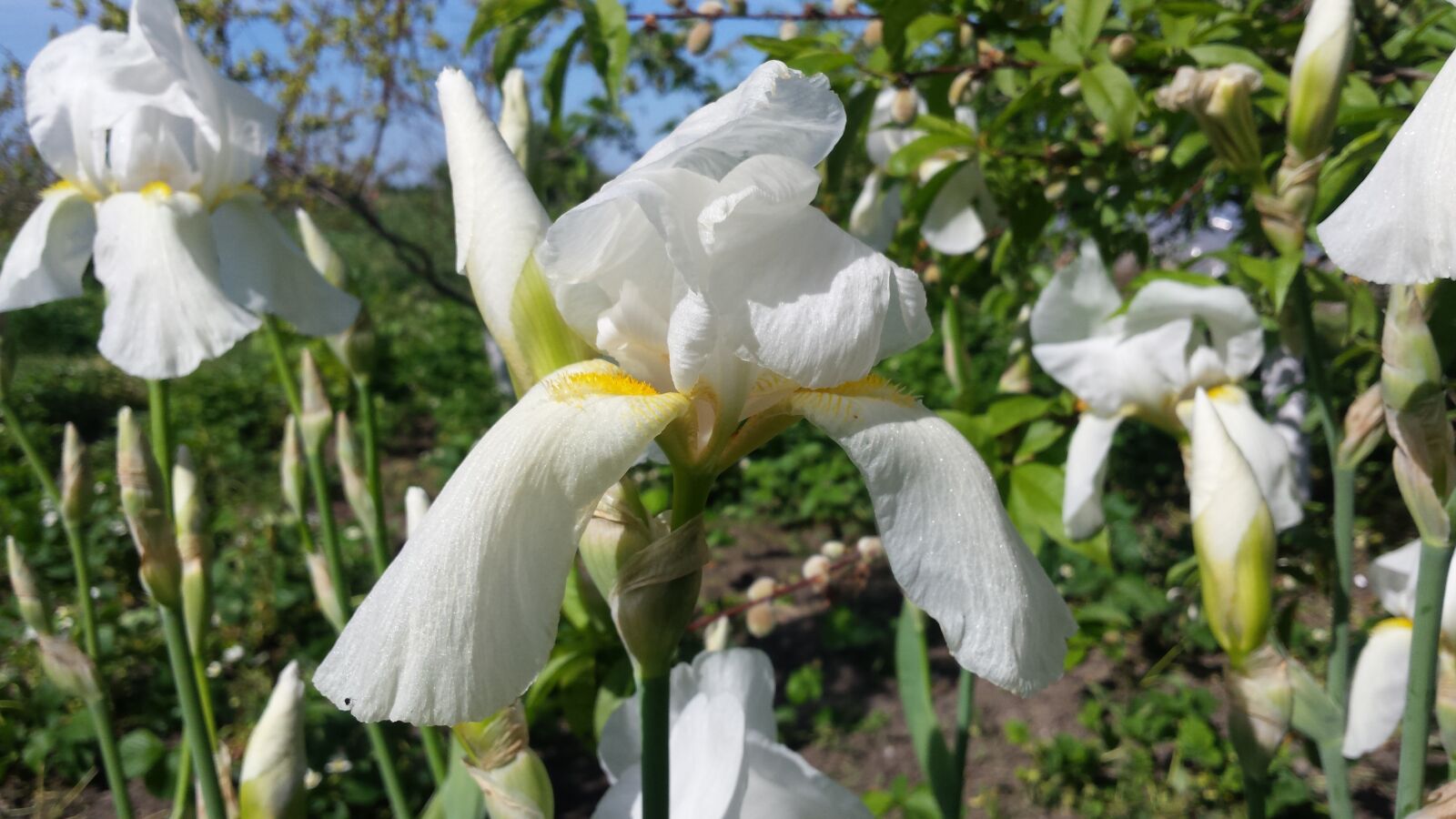 Samsung Galaxy S4 sample photo. Iris, flower, spring photography