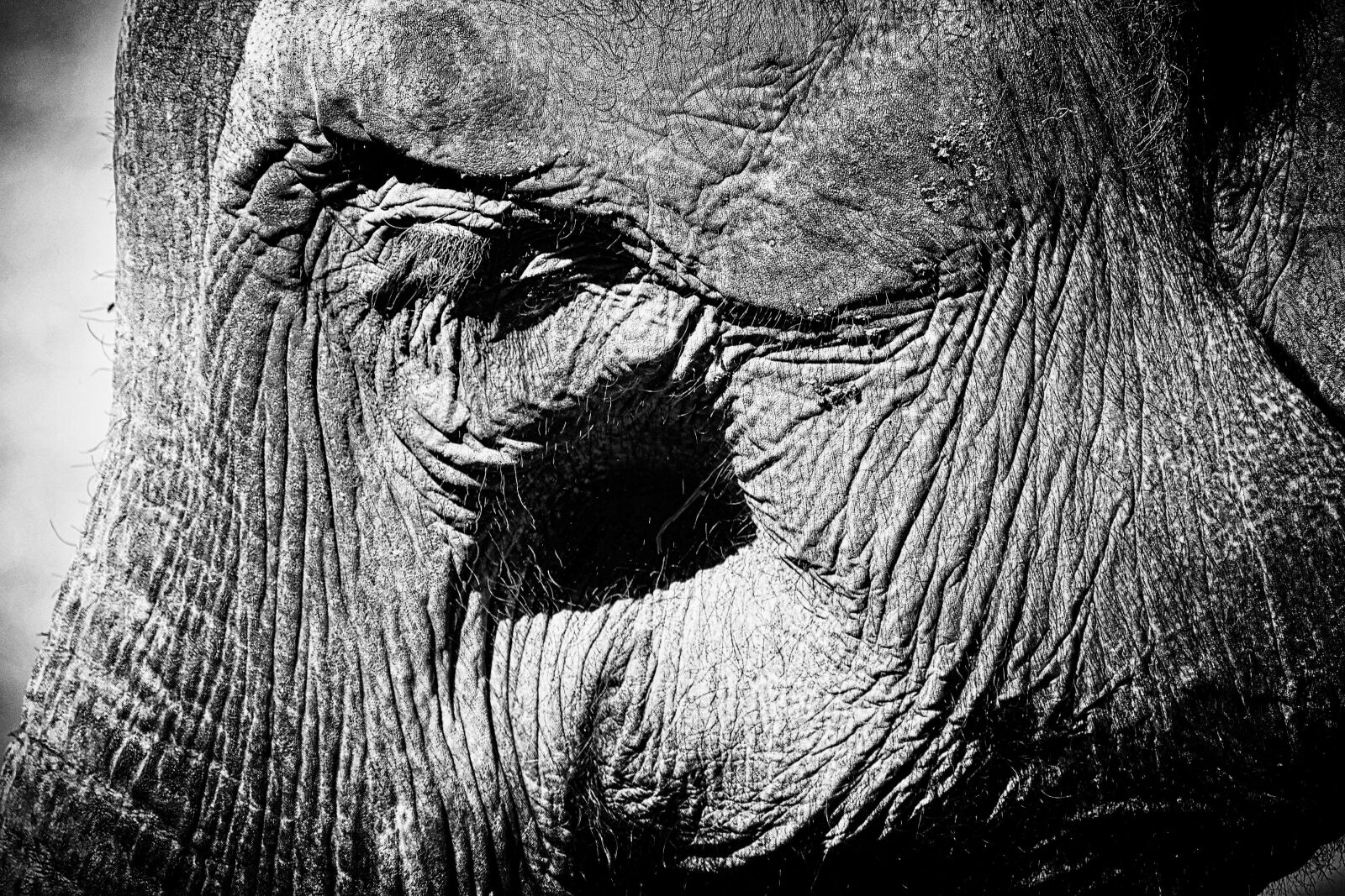 Fujifilm X-T2 sample photo. Elephant, mammal, pachyderm photography