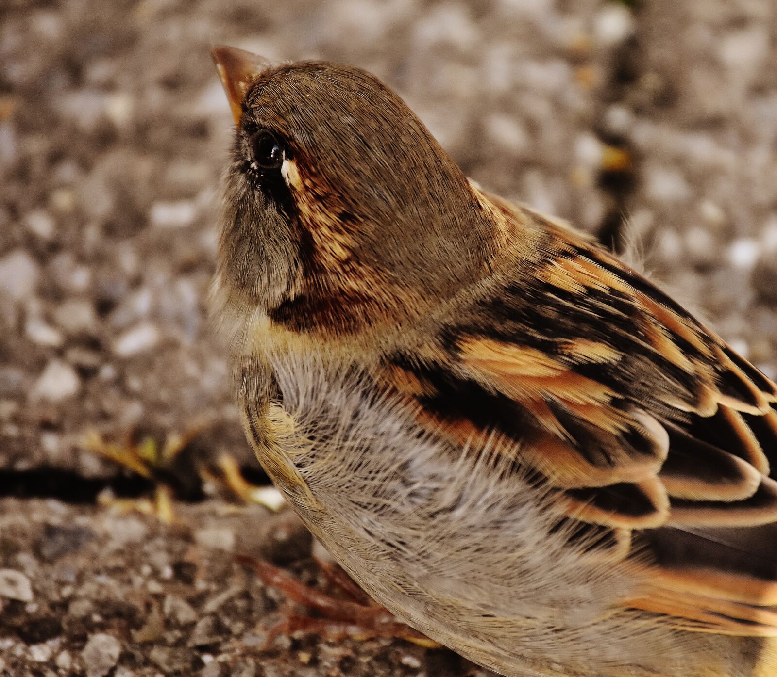 Nikon D7200 sample photo. Sparrow, bird, small photography