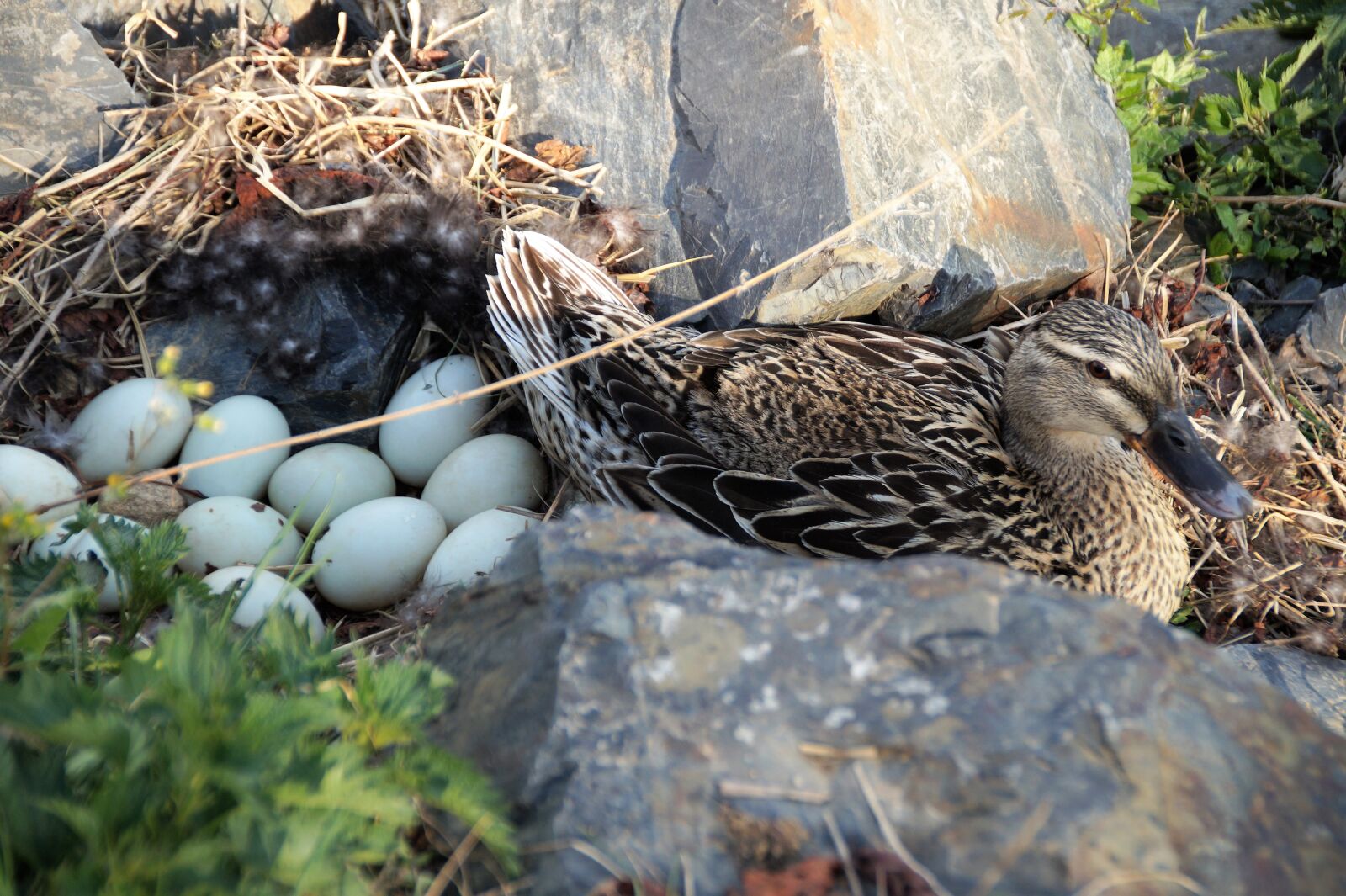 Sony SLT-A58 sample photo. Duck, wild, mother photography