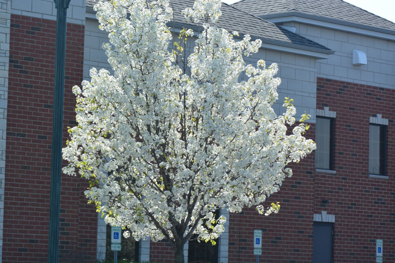 Nikon D5200 sample photo. Tree, flower, season photography