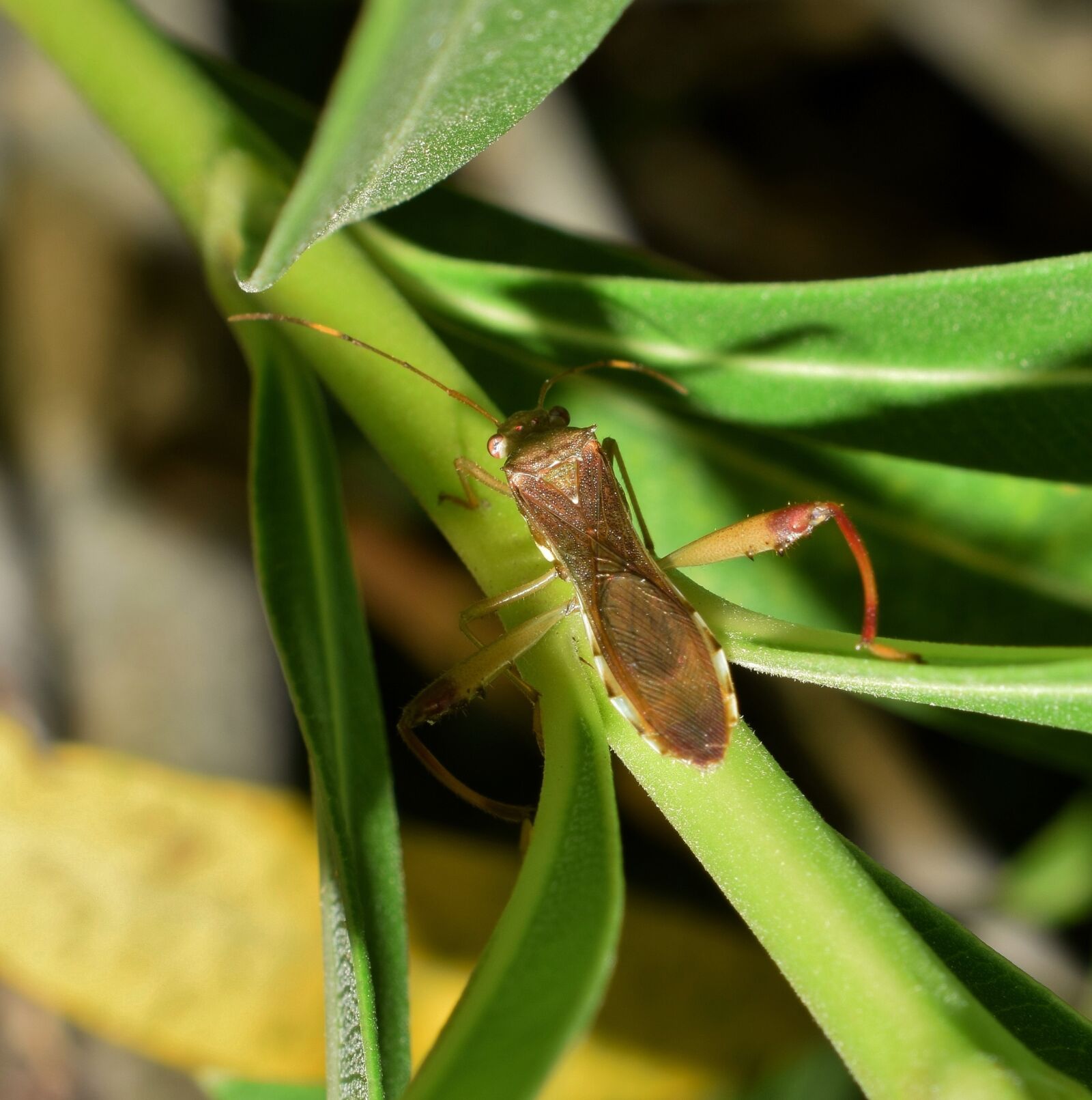 Nikon D5300 sample photo. Beetle, bug, leaf footed photography