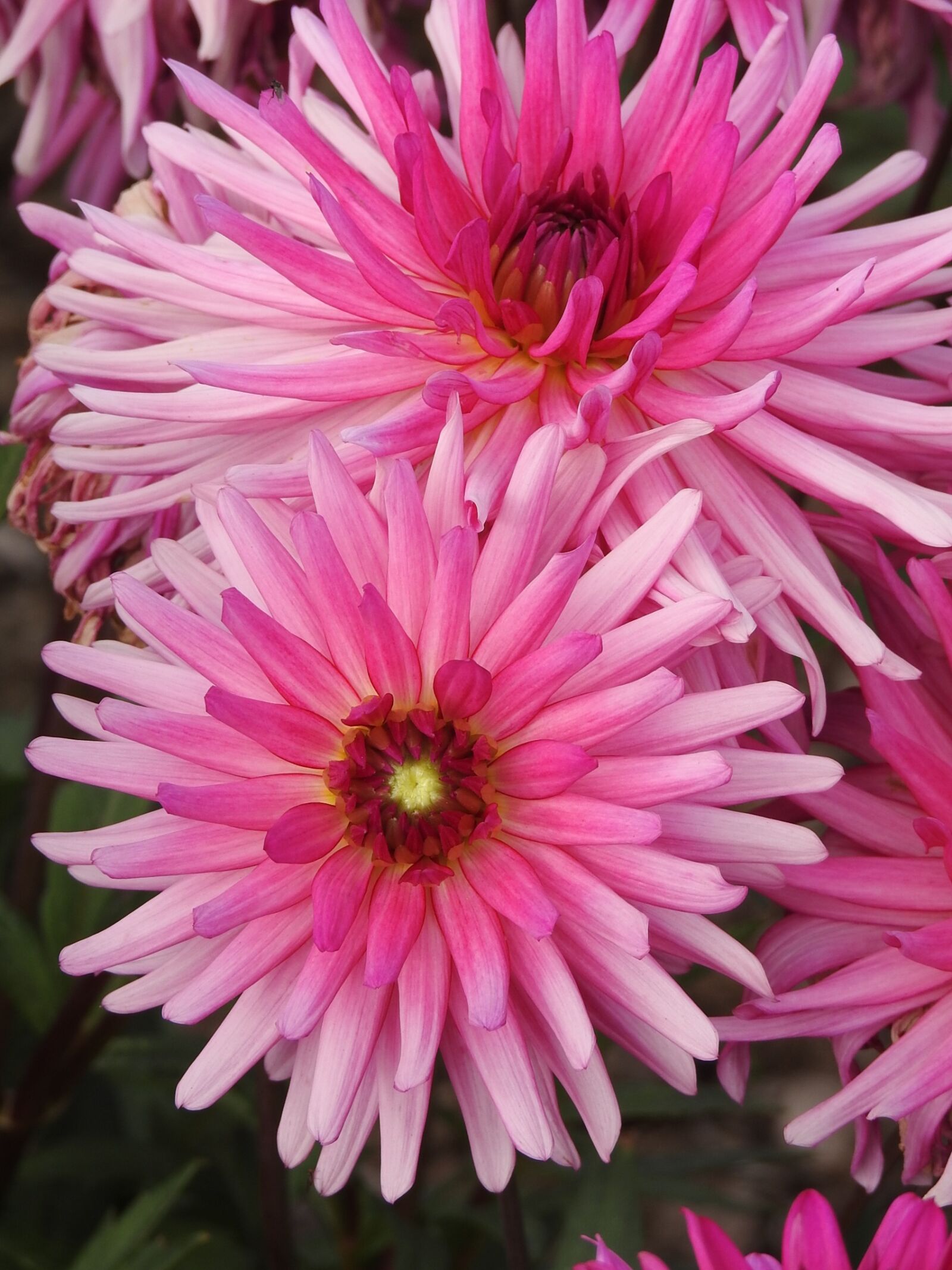 Nikon Coolpix P900 sample photo. Flowers, summer, pink summer photography