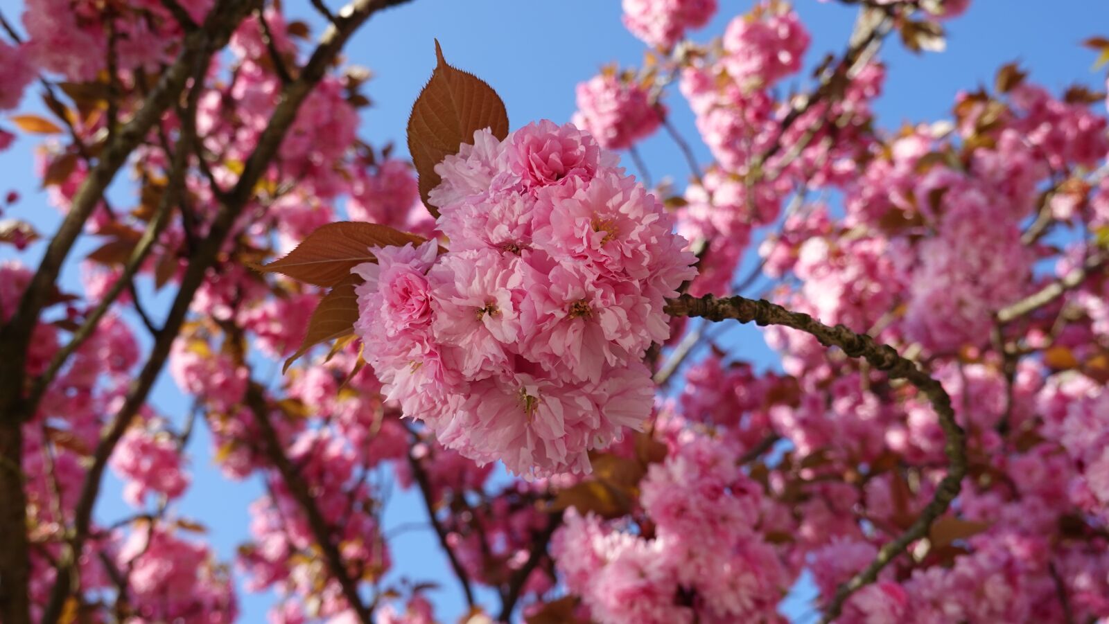 Sony Cyber-shot DSC-RX100 VI sample photo. Cherry blossom, cherry tree photography