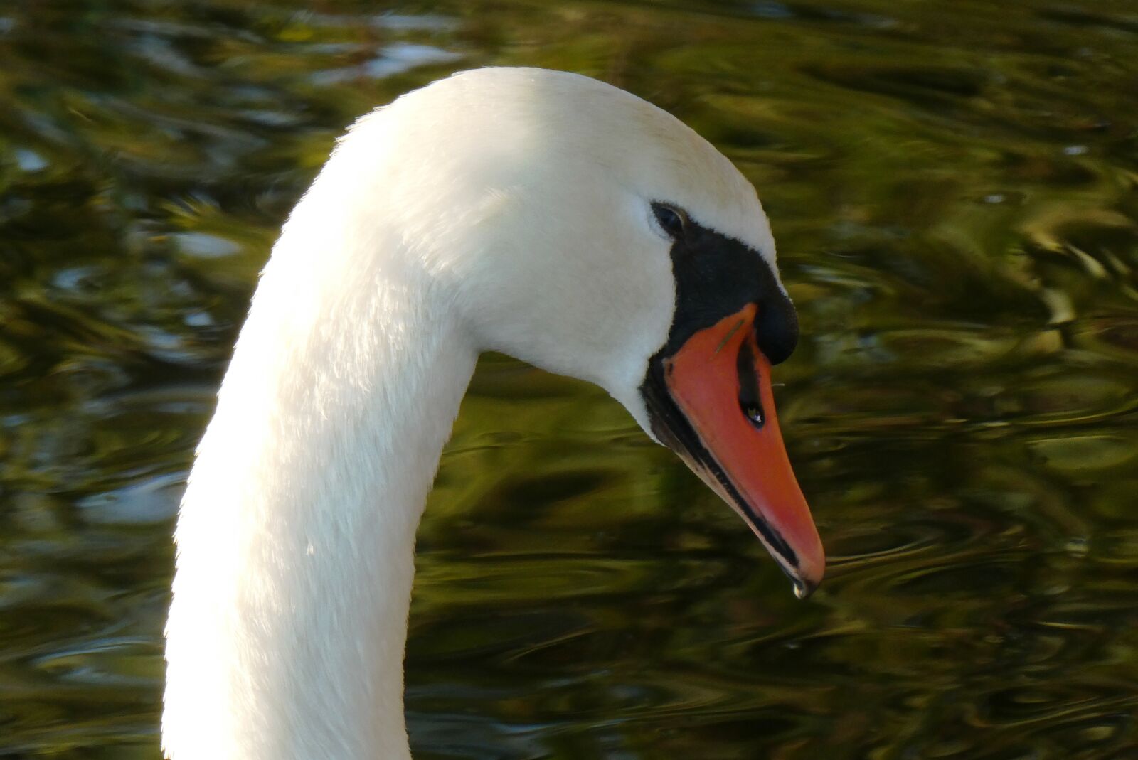 Panasonic Lumix DC-ZS70 (Lumix DC-TZ90) sample photo. Swan, plumage, head photography