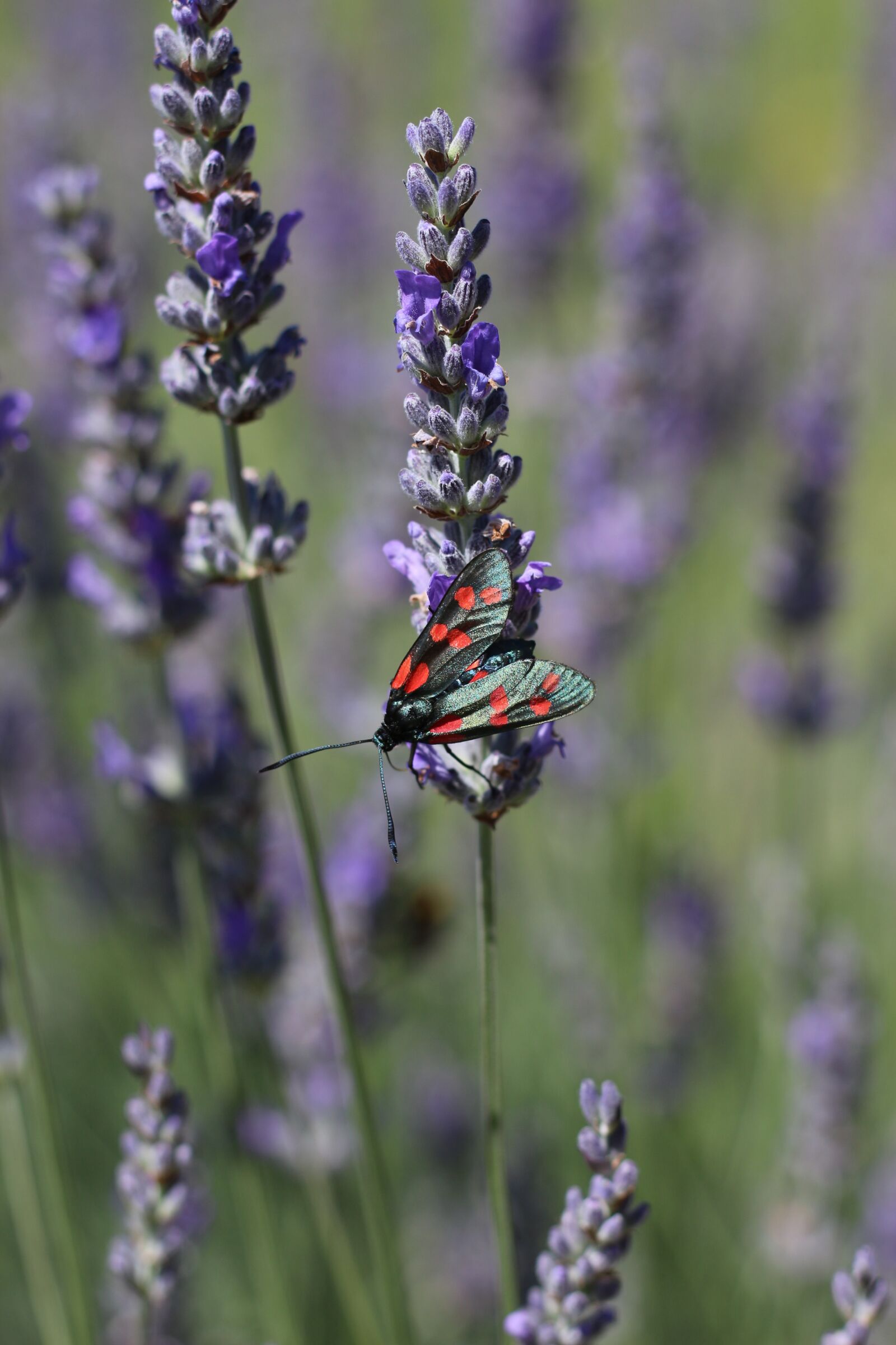 Canon EOS 700D (EOS Rebel T5i / EOS Kiss X7i) sample photo. Six-spot burnet moth, lavender photography