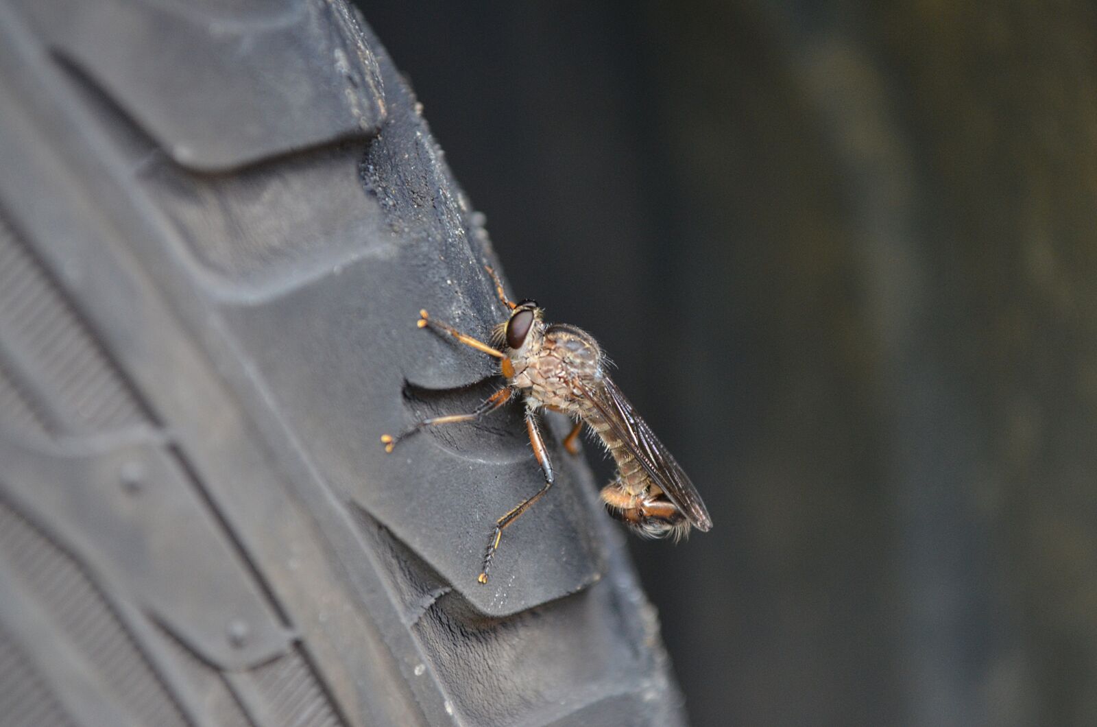 Nikon D5100 sample photo. D ptero, asil deo photography
