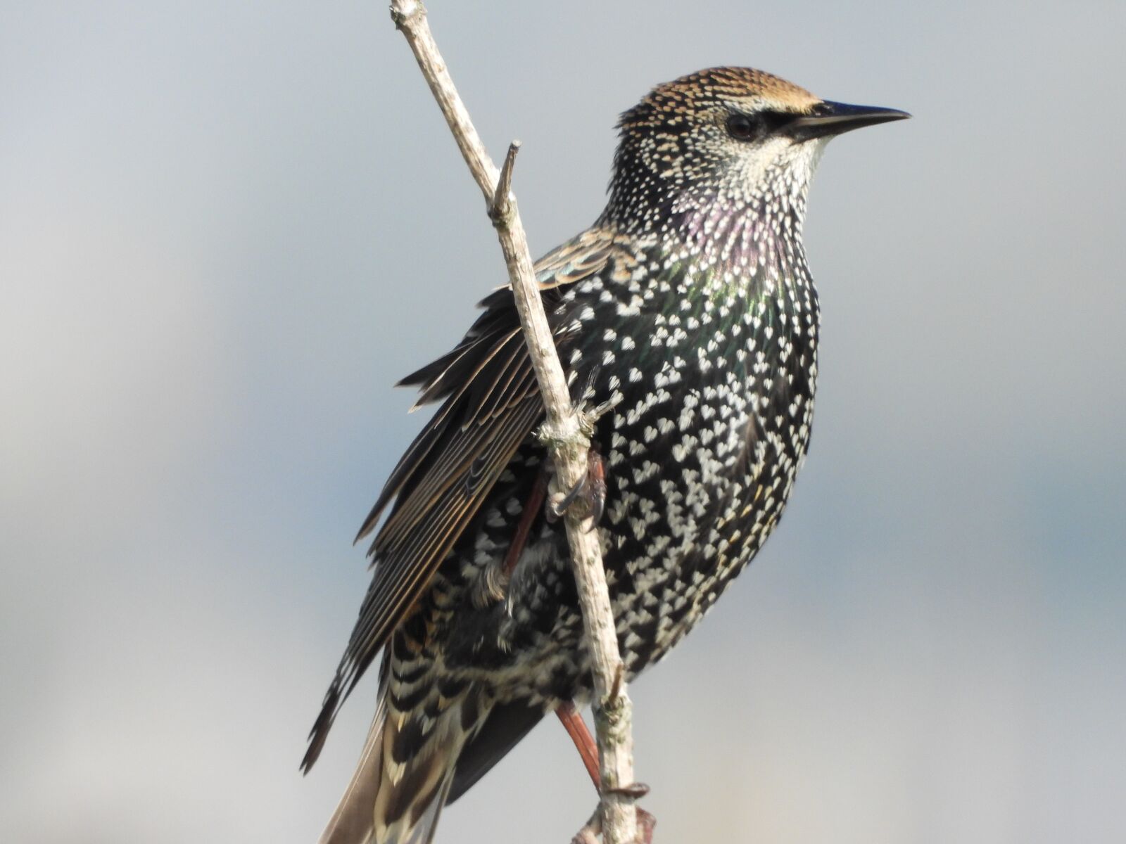 Nikon Coolpix P1000 sample photo. Starling, songbird, migratory bird photography