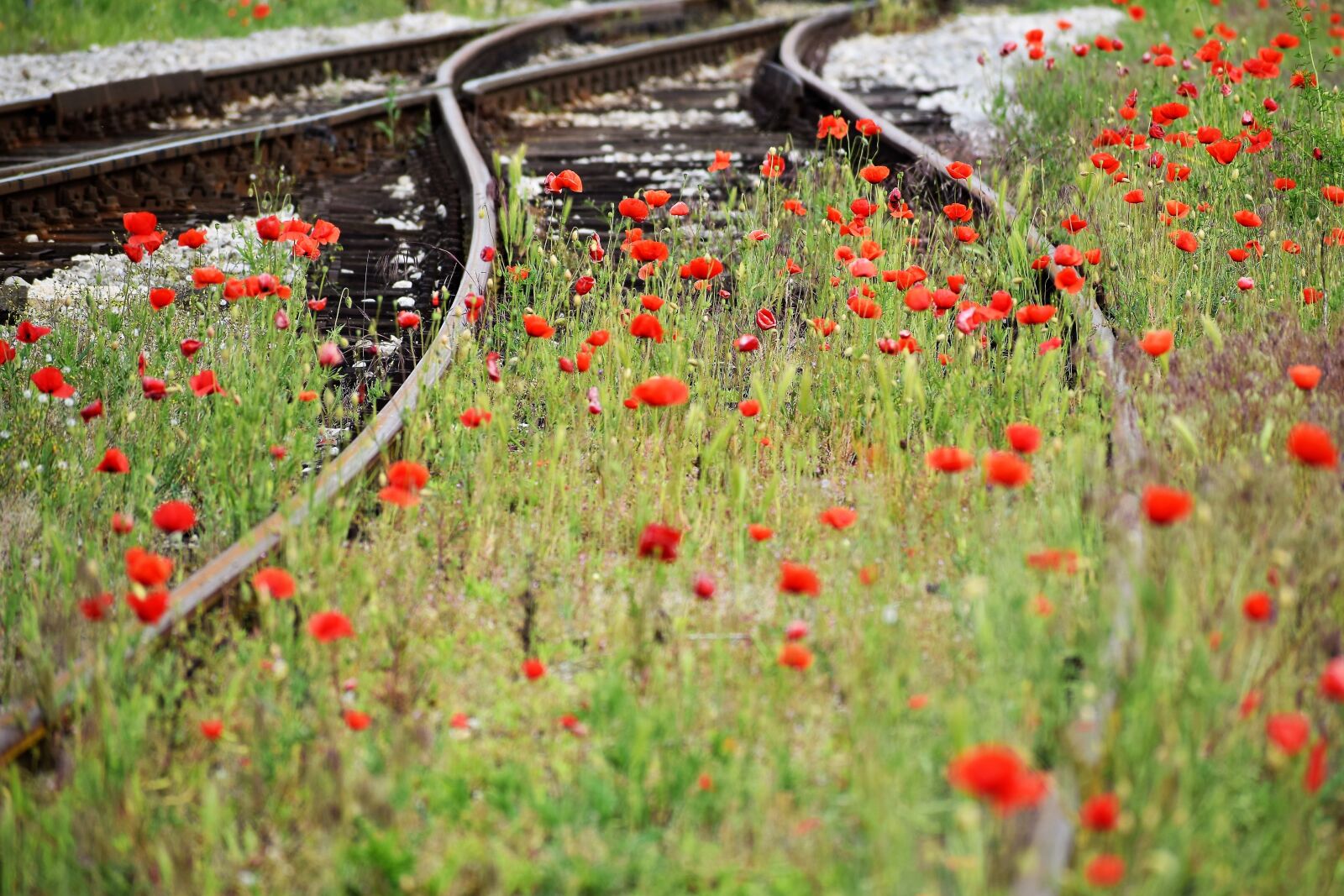 Nikon D3300 sample photo. Red poppies, green grass photography