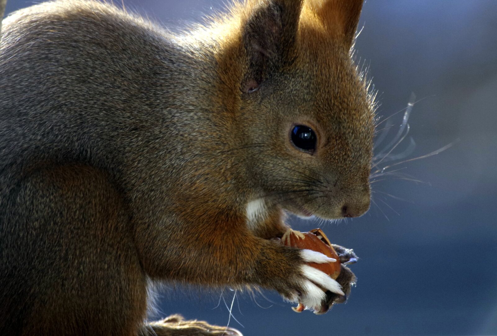 Pentax K-30 sample photo. Squirrel, animal, food photography