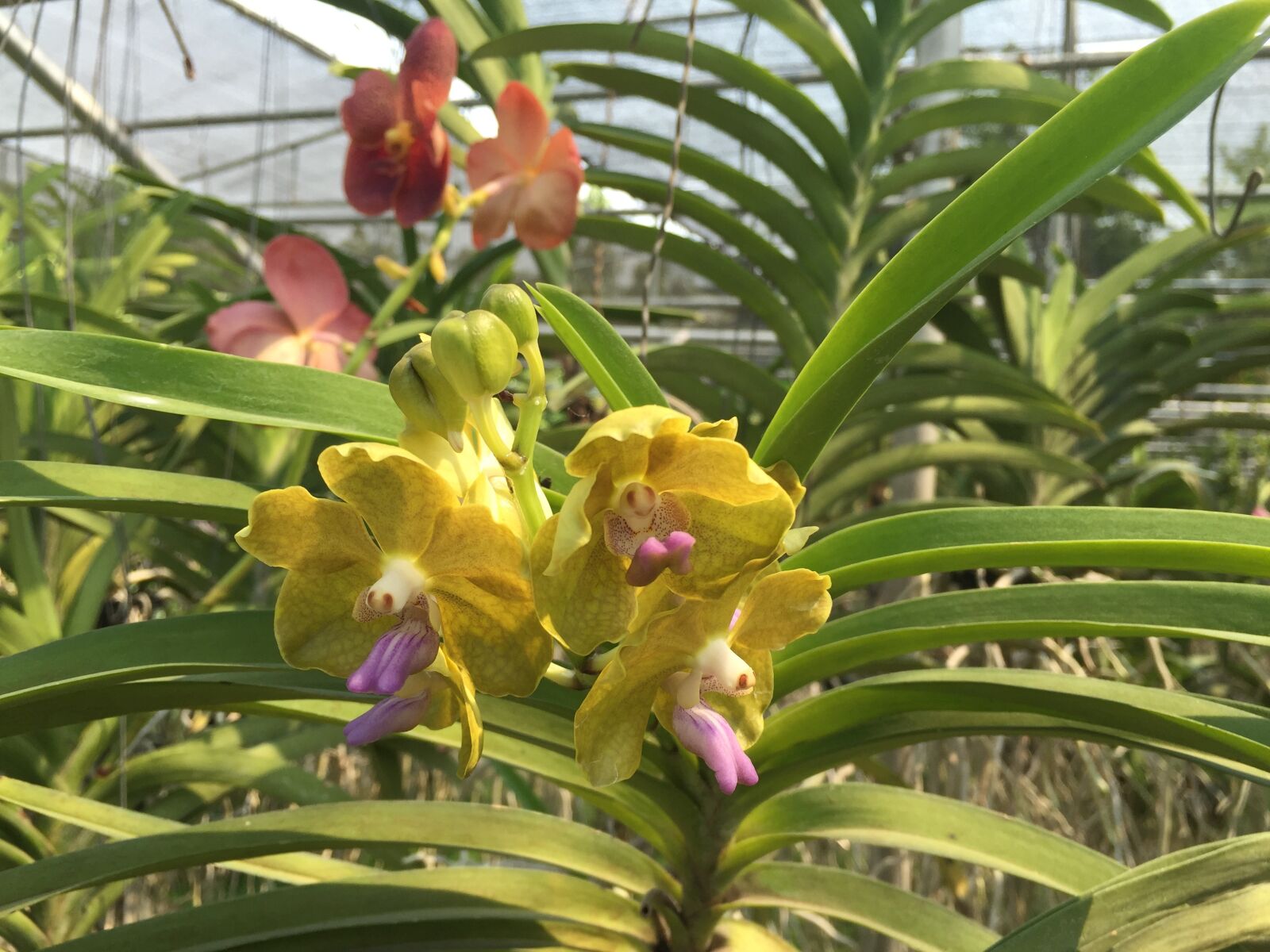 Apple iPhone 6 sample photo. Thailand, orchid, flower photography