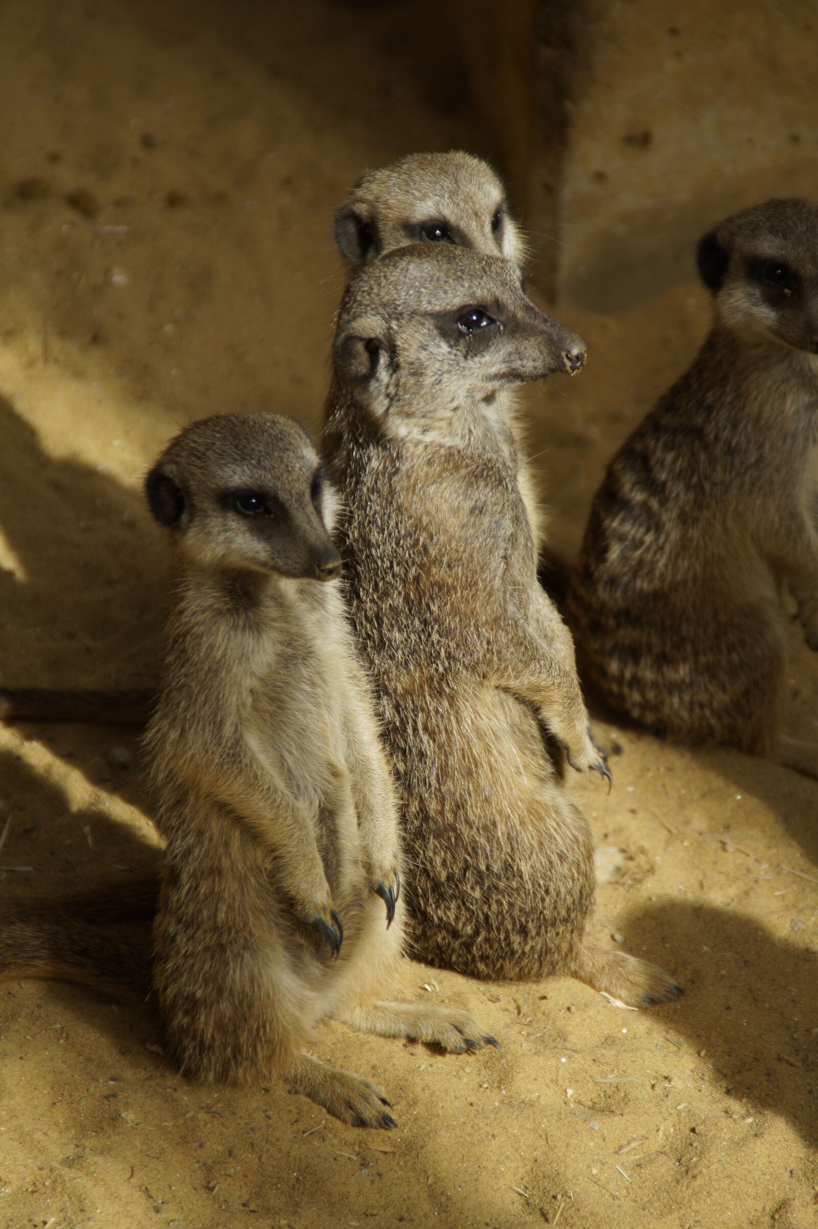 Sony SLT-A58 sample photo. Meerkat, group, colony photography