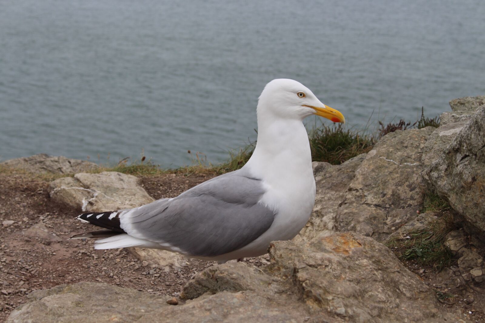 Canon EOS 700D (EOS Rebel T5i / EOS Kiss X7i) sample photo. Seagull, bird, ireland photography