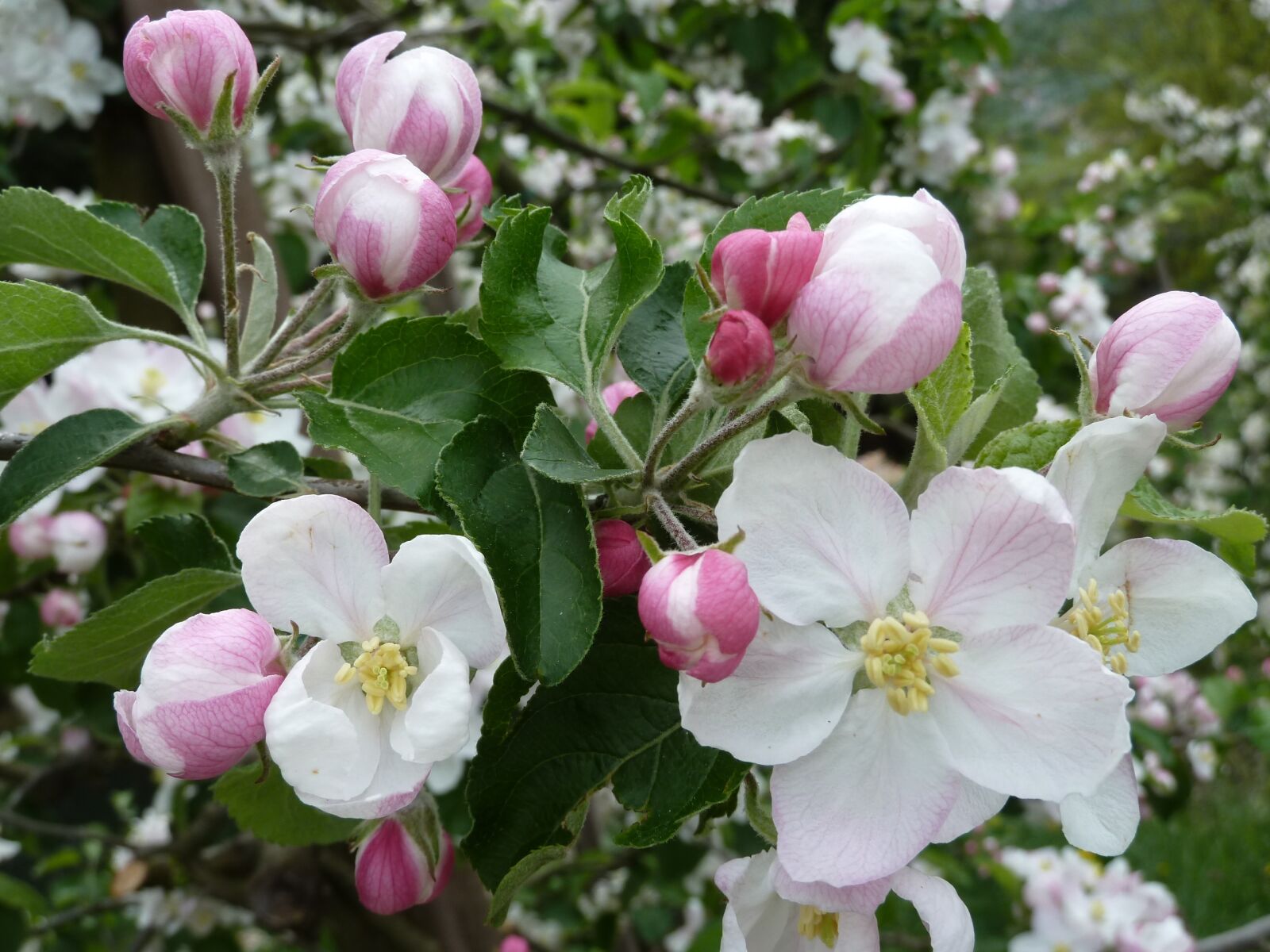 Panasonic Lumix DMC-ZS5 (Lumix DMC-TZ8) sample photo. Apple blossoms, spring, blossom photography