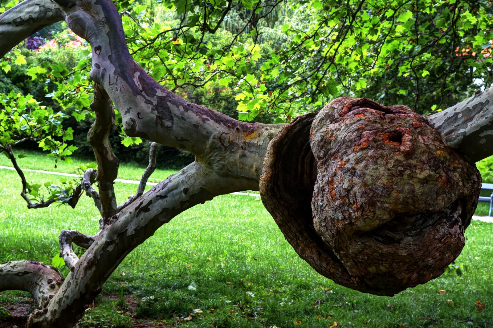 Nikon D5300 sample photo. Tree, hump, branch photography